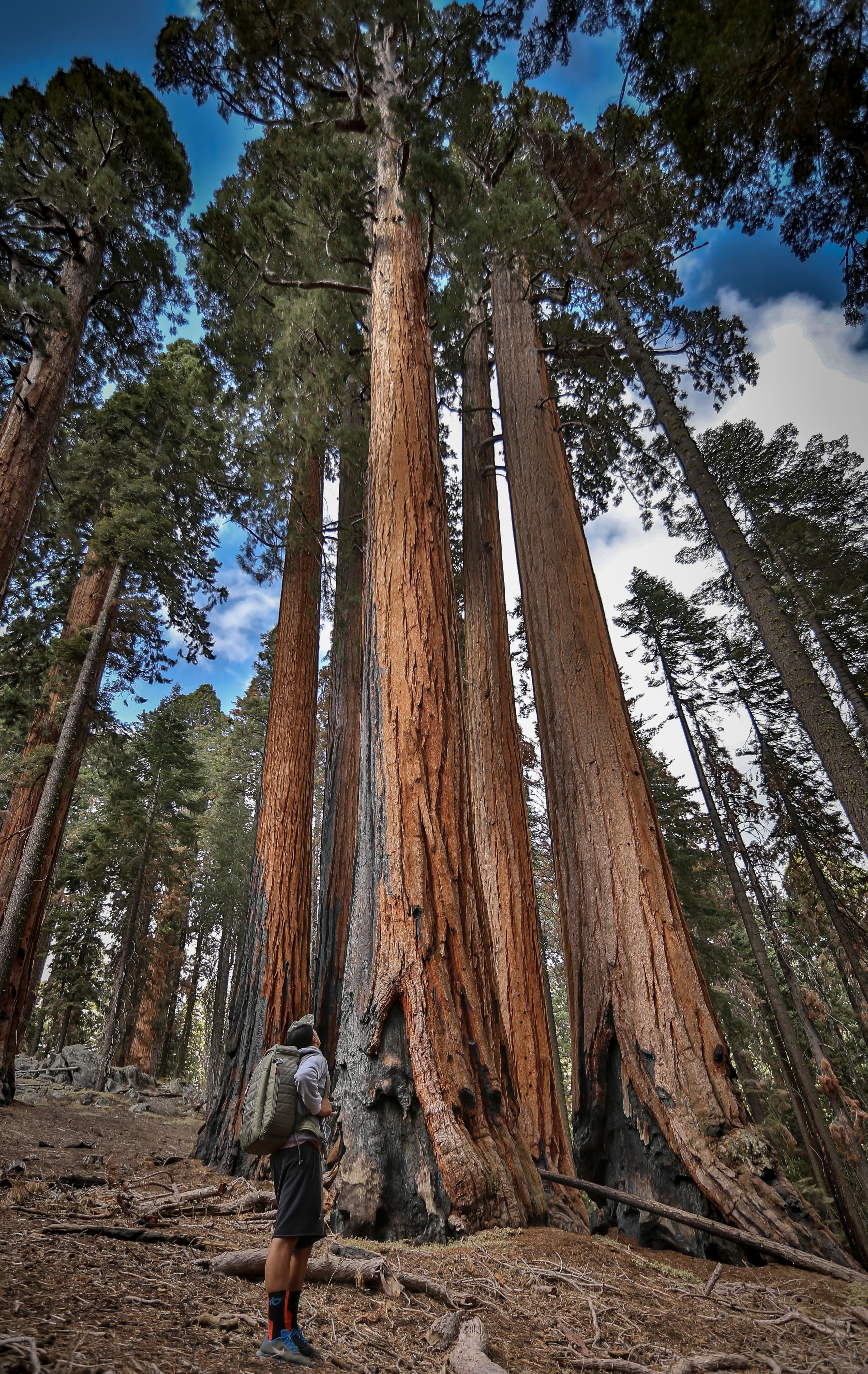 A hiker admires majestic giant sequoias under a blue sky. Nature's grandeur.