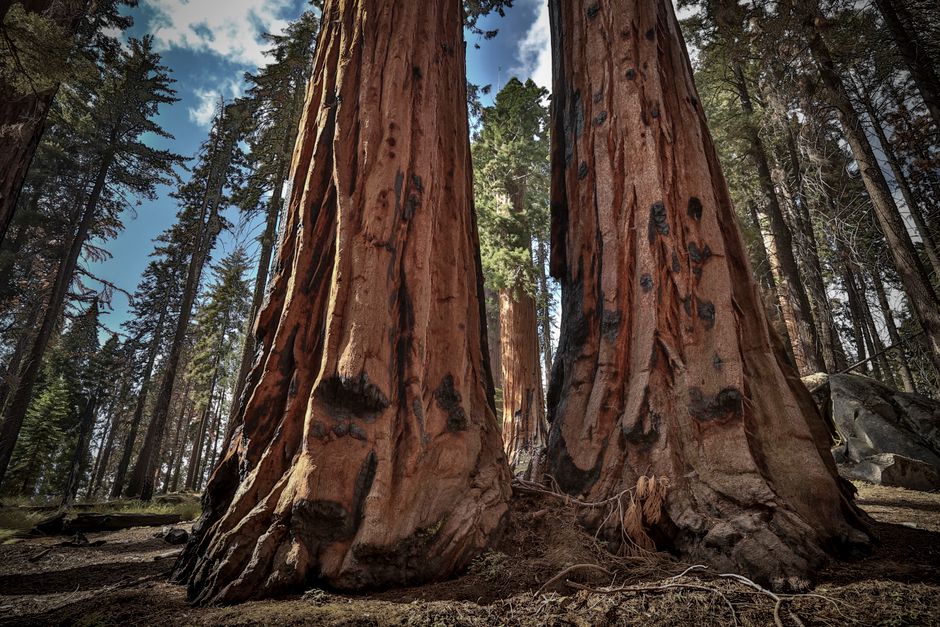 Congress Bans Together to Try To Save Sequoias