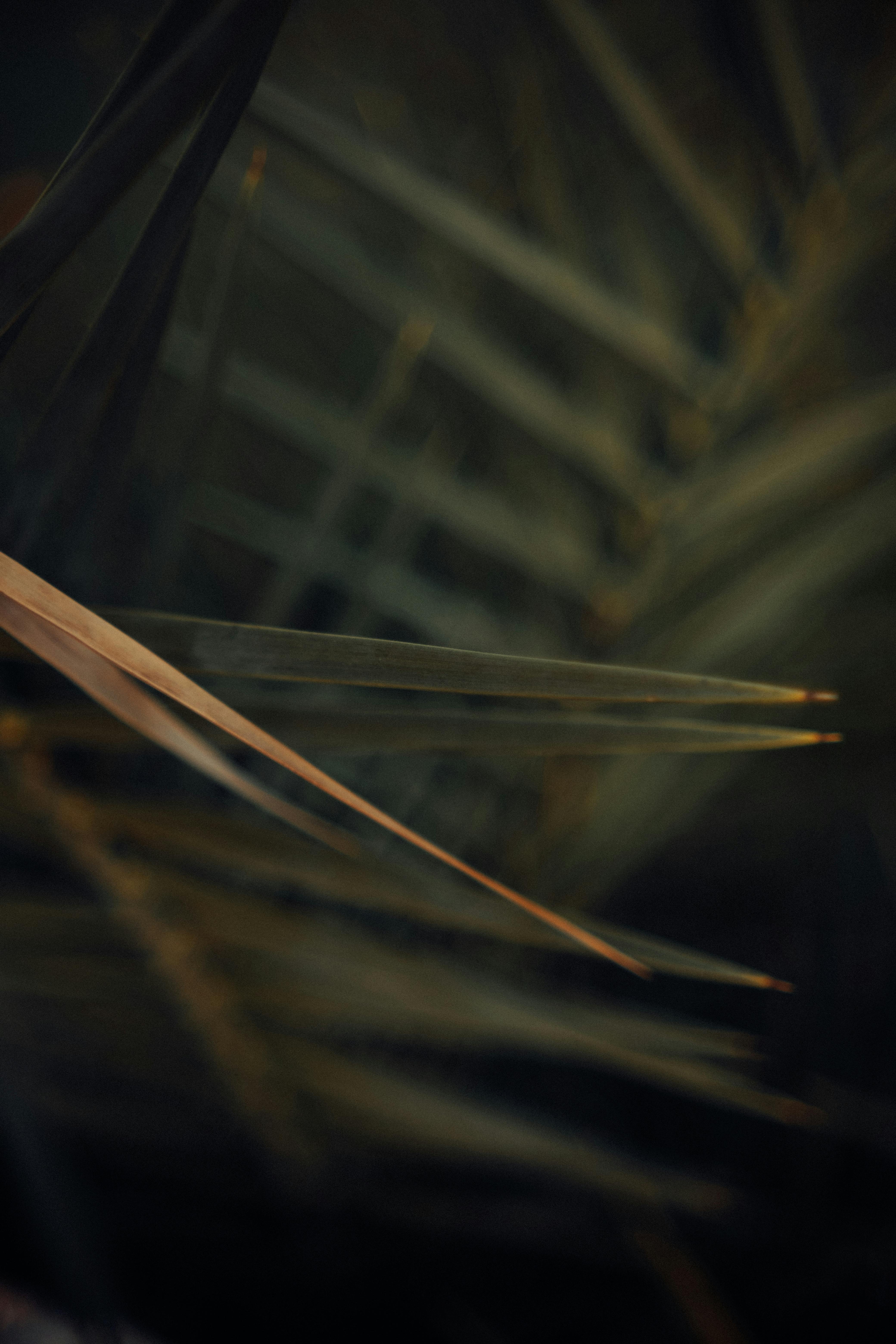 Free Moody abstract close-up of tropical plant leaves with dark tones. Stock Photo