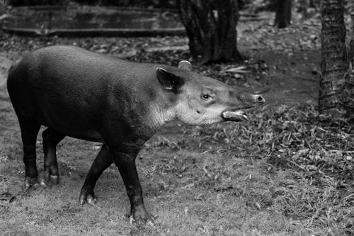 Free Monochrome photo of a tapir walking in a natural forest environment. Stock Photo