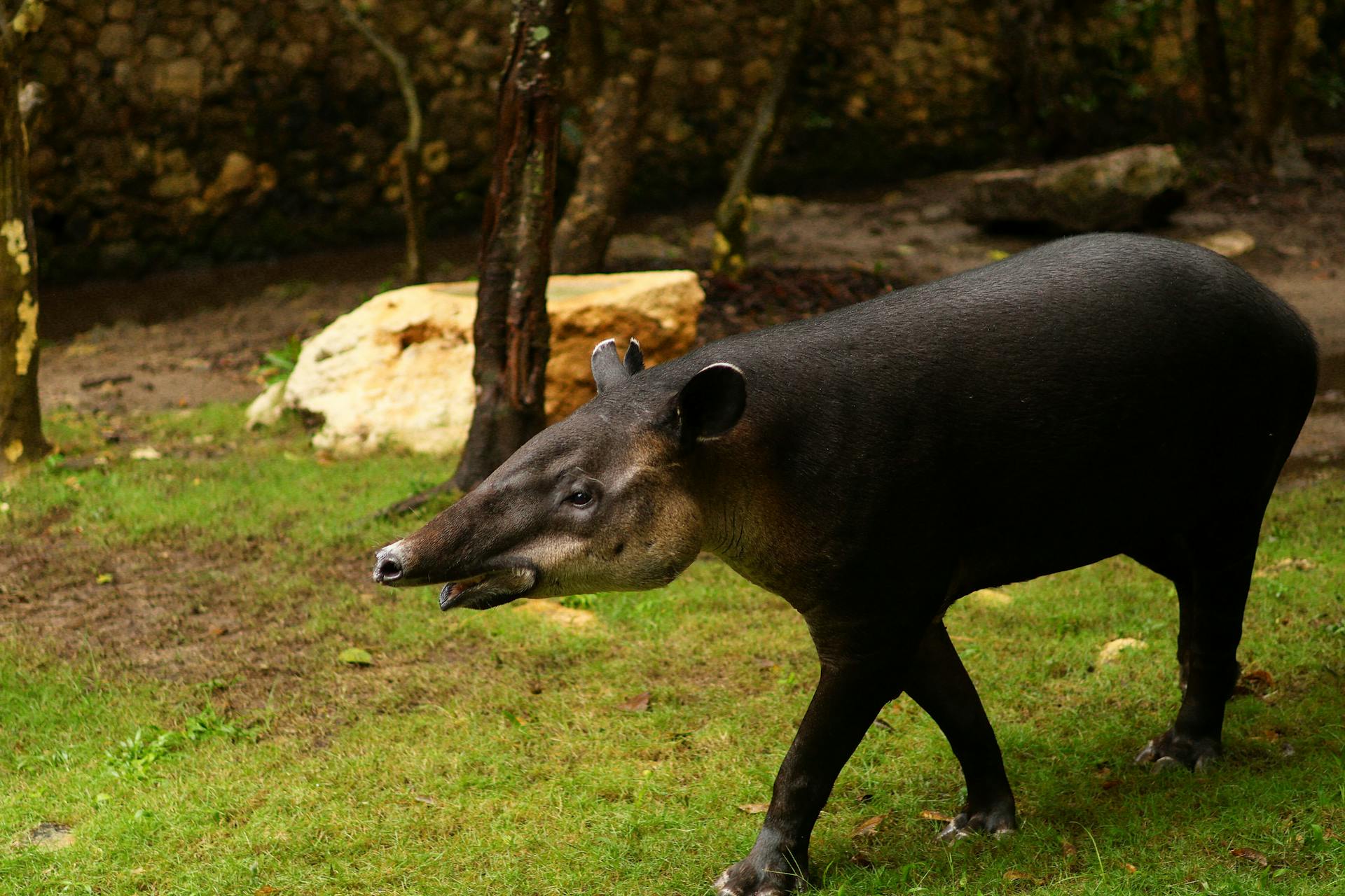 A Baird's tapir walking on lush grass in a forest setting.