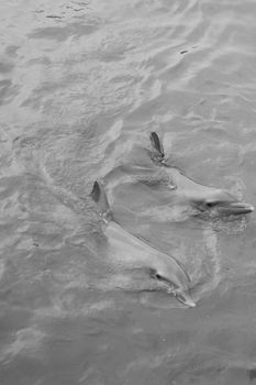 Two dolphins gracefully swimming in water captured in monochrome.