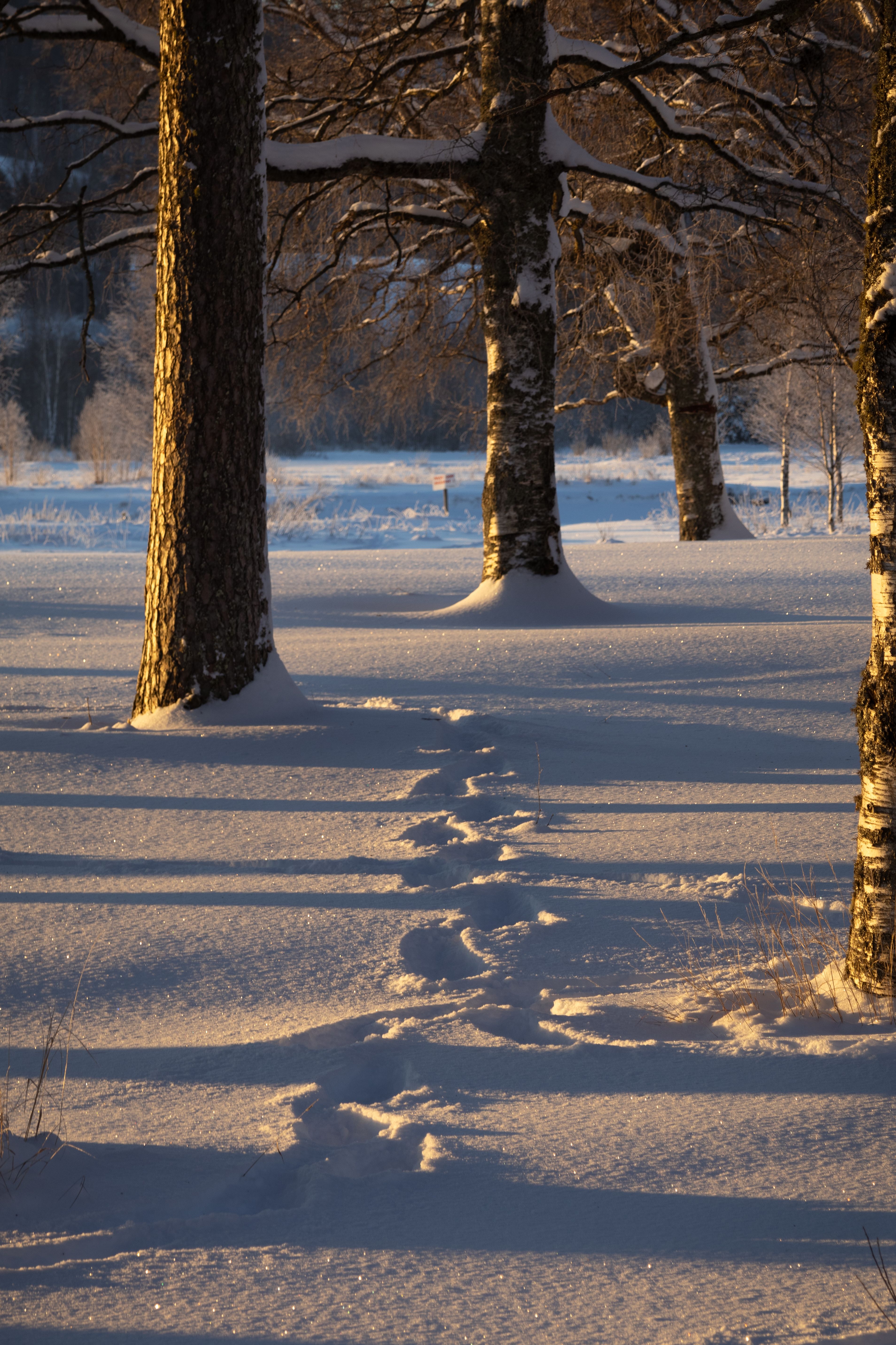 Tranquil Winter Forest with Snowy Footprints · Free Stock Photo