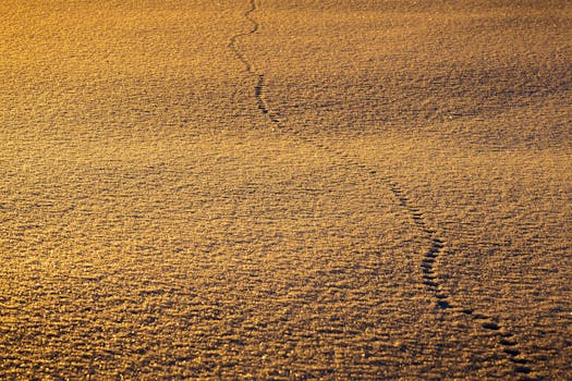 Footprints trail across glistening golden snow, illuminated by the warm winter sunset.