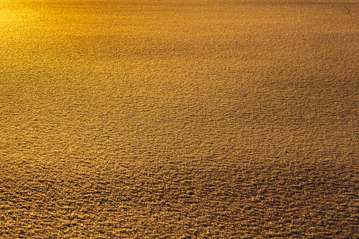 Captivating abstract pattern of a golden textured surface with warm sunlight at dawn.