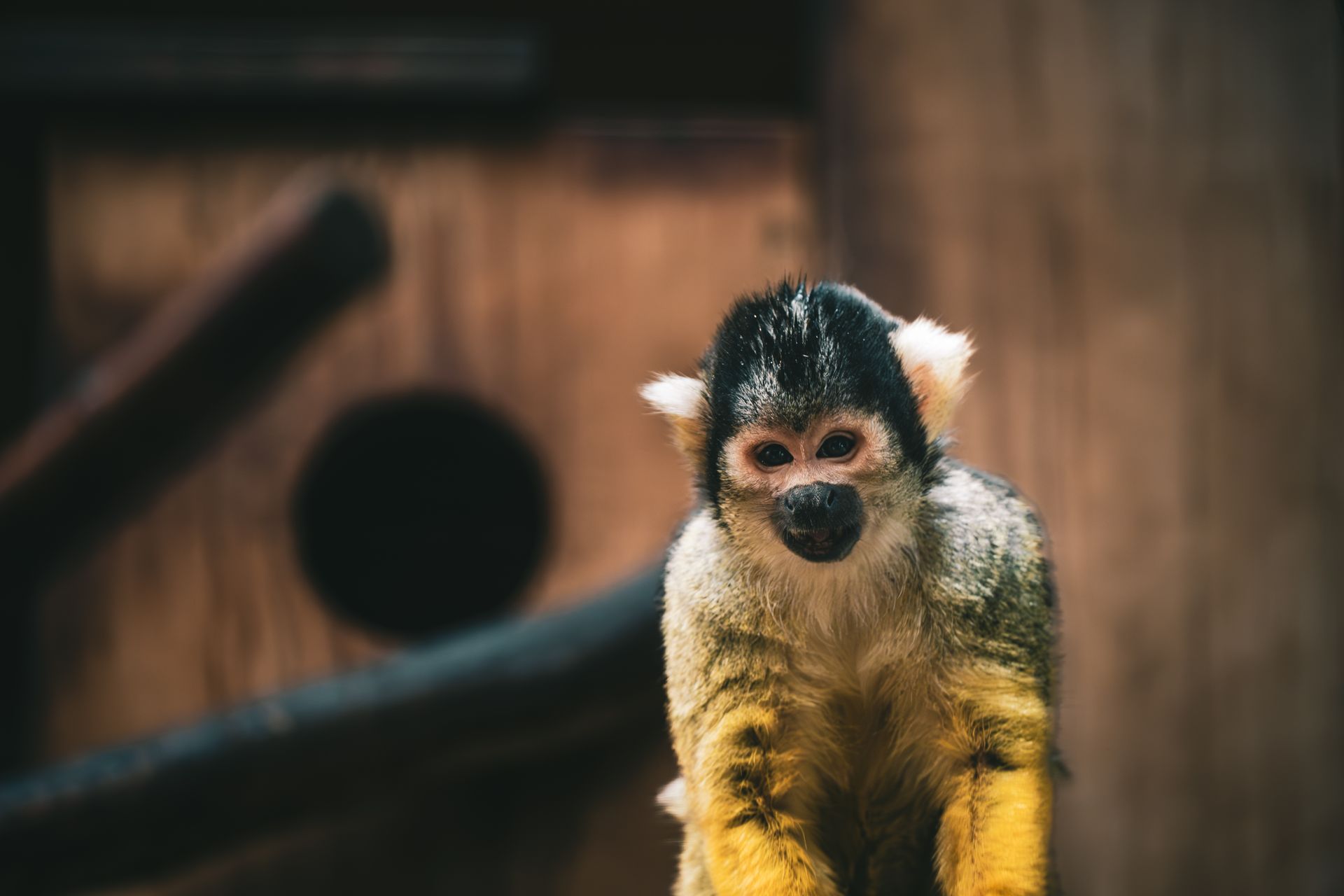 Squirrel monkey in an indoor setting with wooden background.