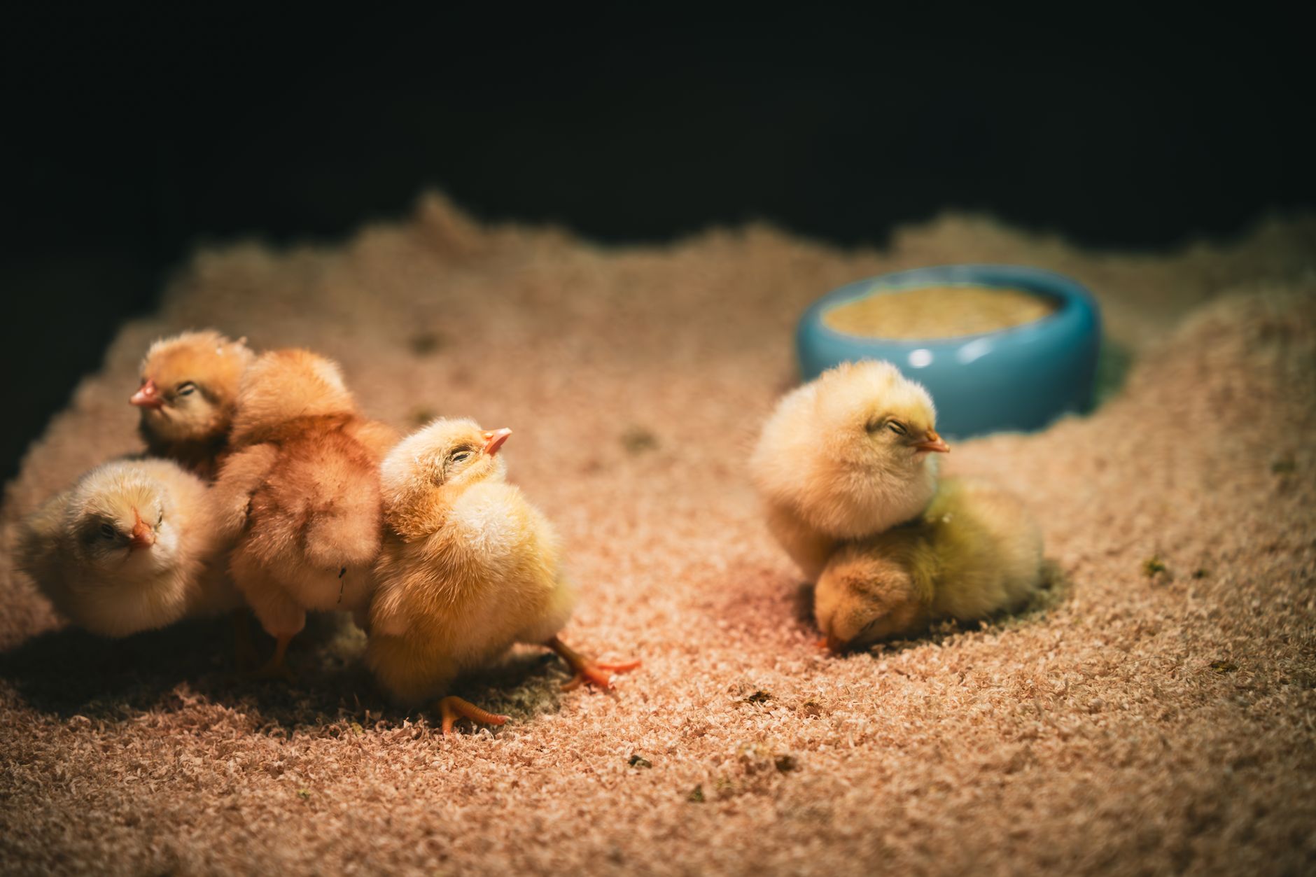 Tuai Kritik Usai Berikan Anak Ayam Sebagai Suvenir Pernikahan, Pasangan Pengantin Sampaikan Permohonan Maaf