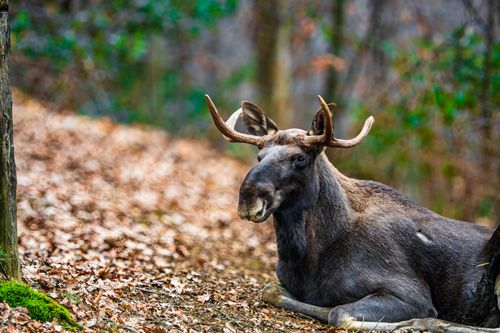 alces alces, アラスカのヘラジカ, フィールド, ブラウジング, ムース