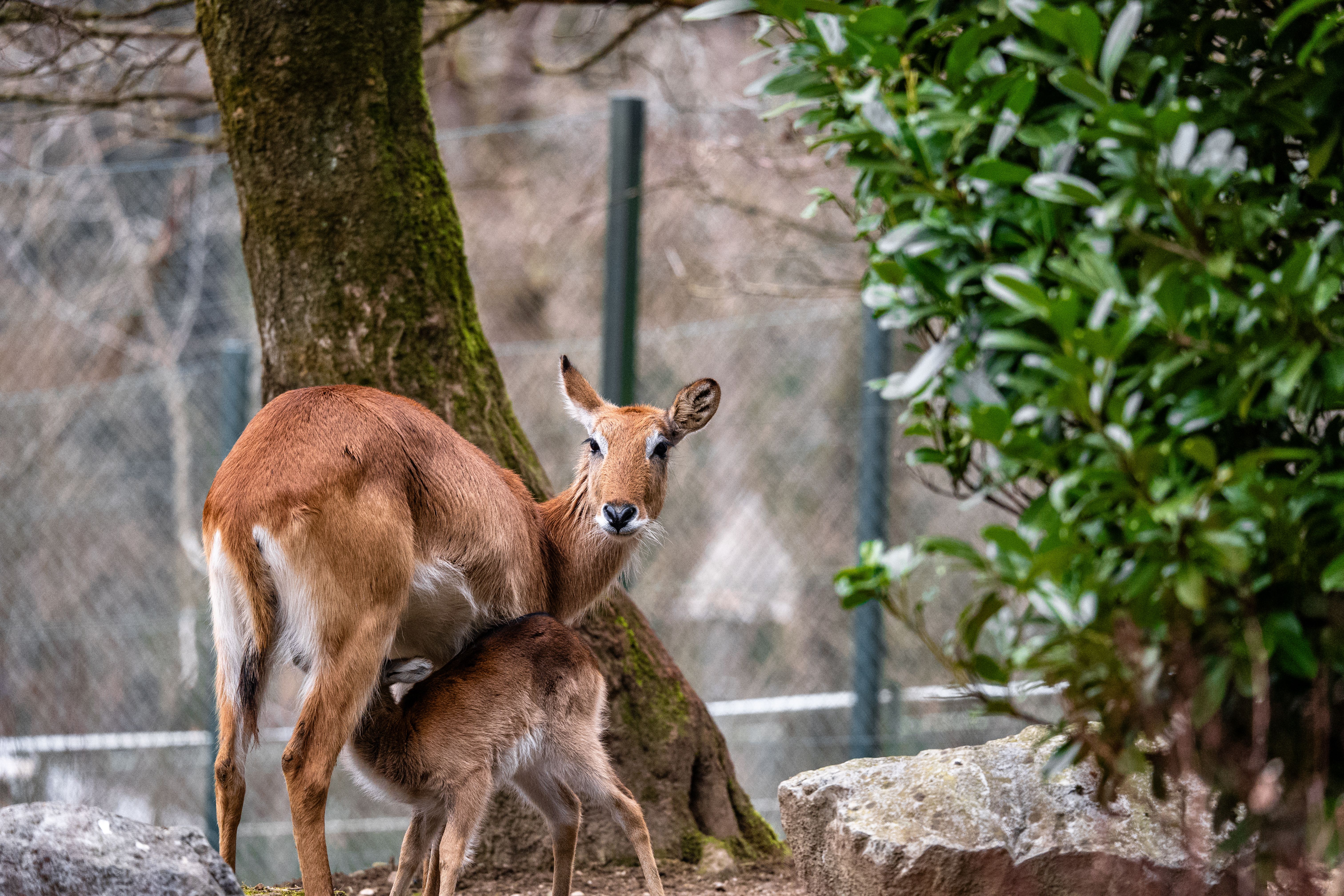 Female Antelope Nursing Calf in Forest Setting · Free Stock Photo