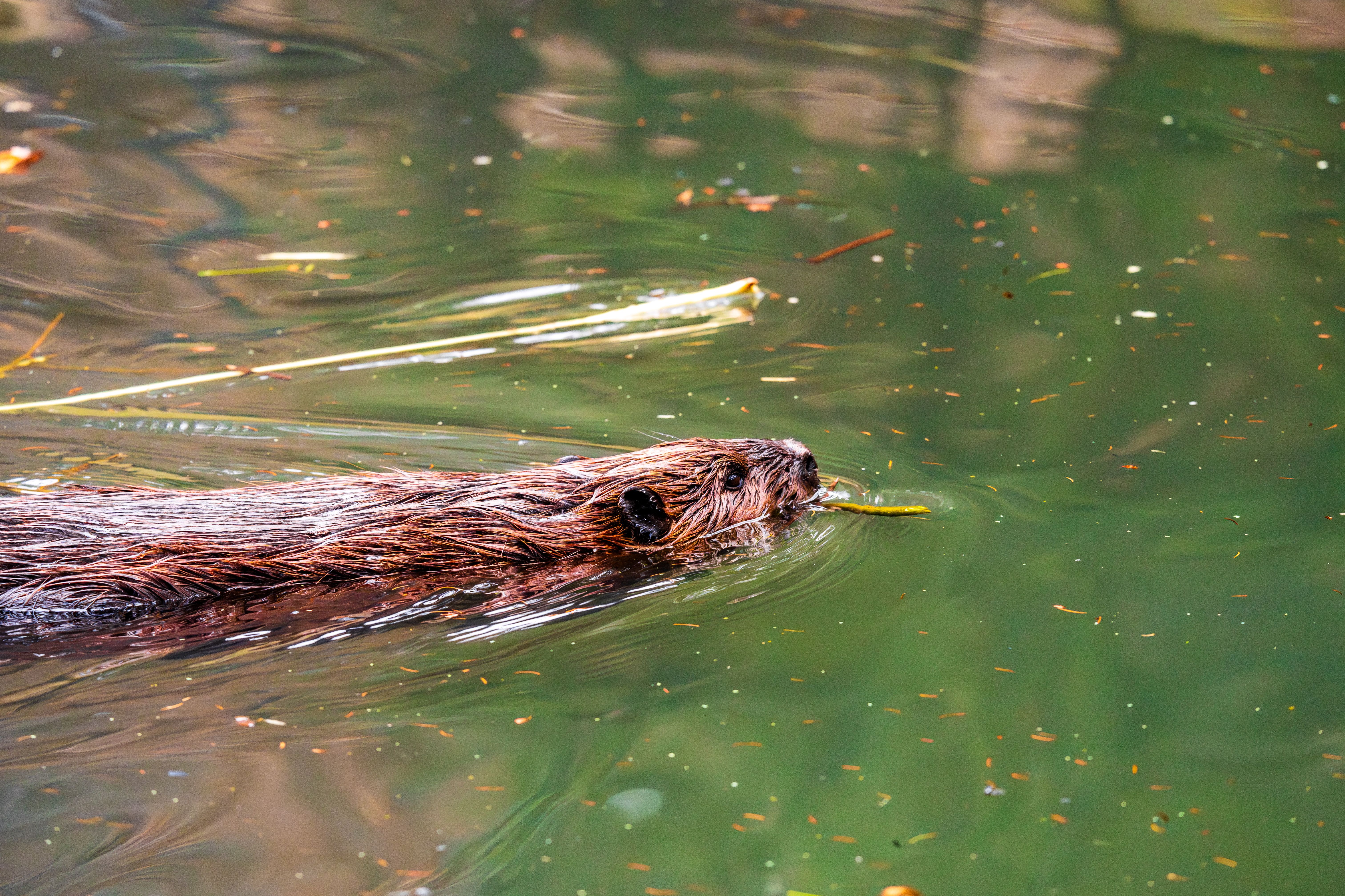 A detailed view of a beaver effortlessly swimming in a serene pond.