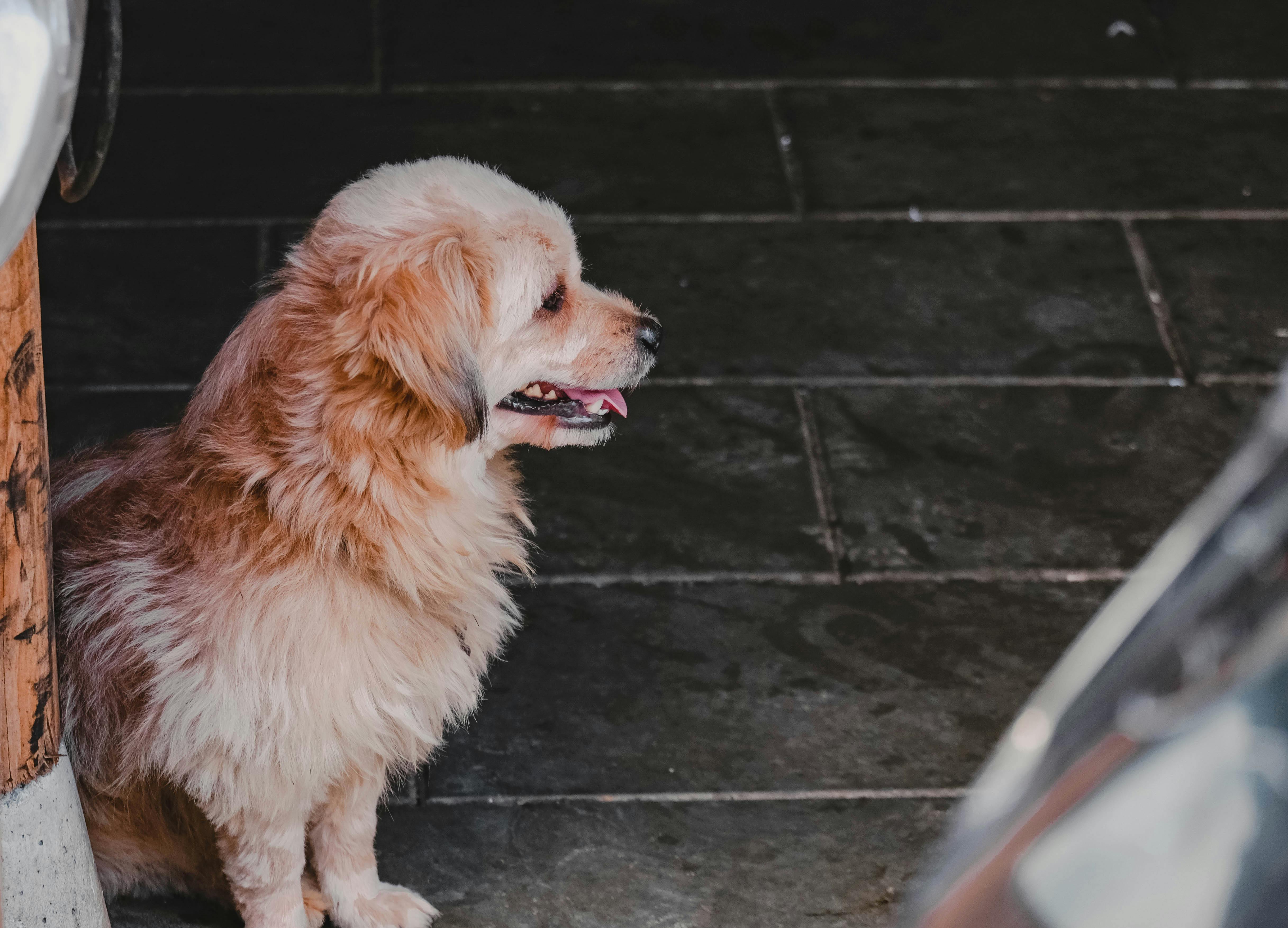 免費 休息的狗, 伴侶, 側面圖 的 免費圖庫相片 圖庫相片