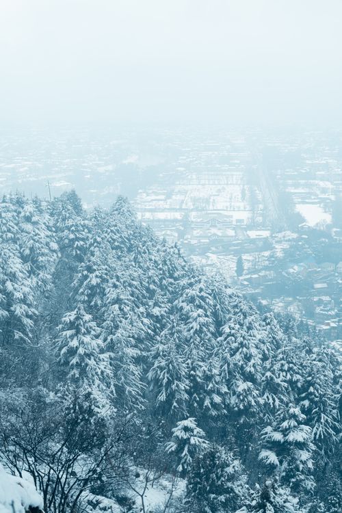 Free Majestic snow-covered forest in Srinagar, showcasing serene winter beauty and atmospheric mist. Stock Photo