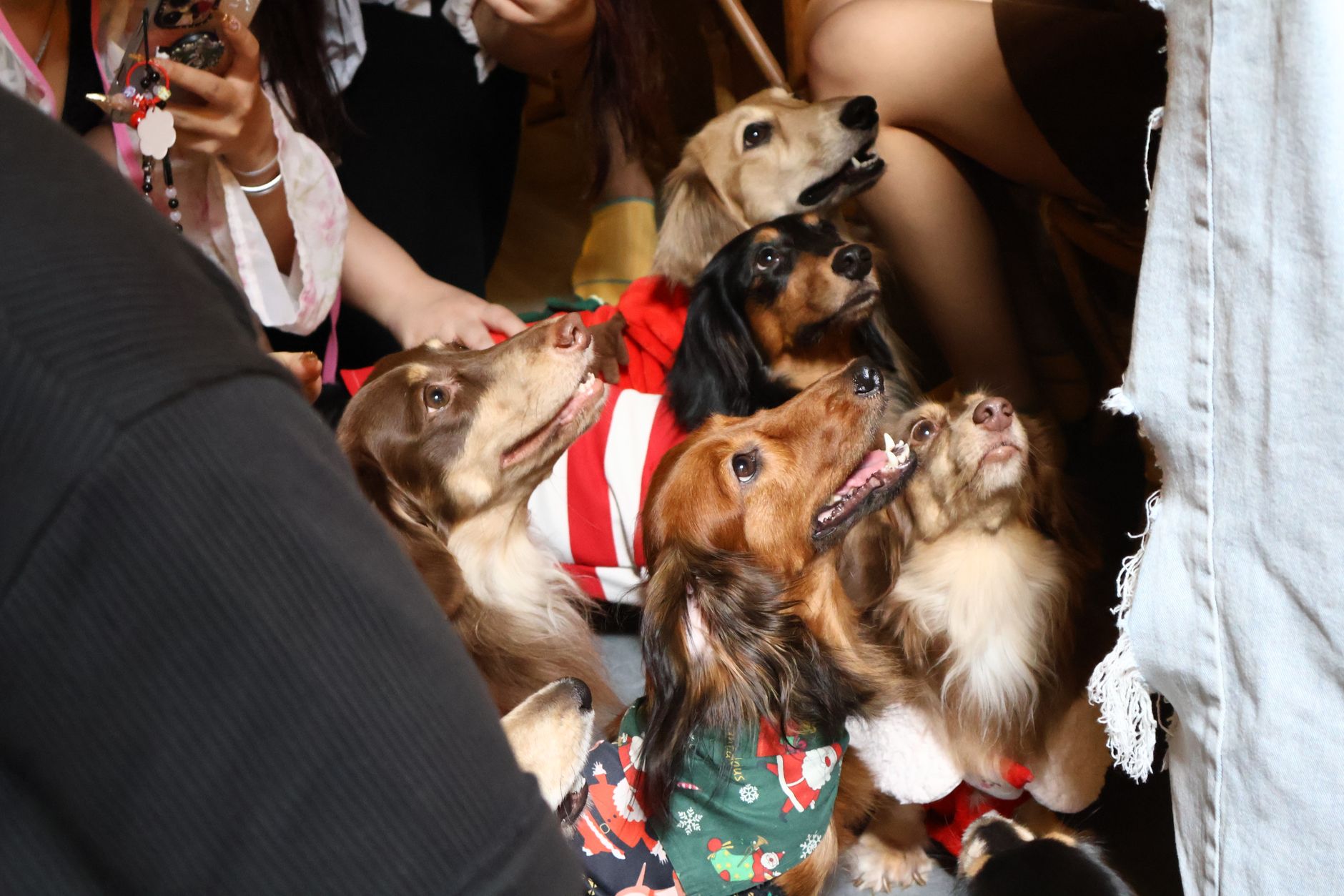 6 Reasons Why It Is True That Miniature Dachshunds Are The Most Stubborn Dogs to Train