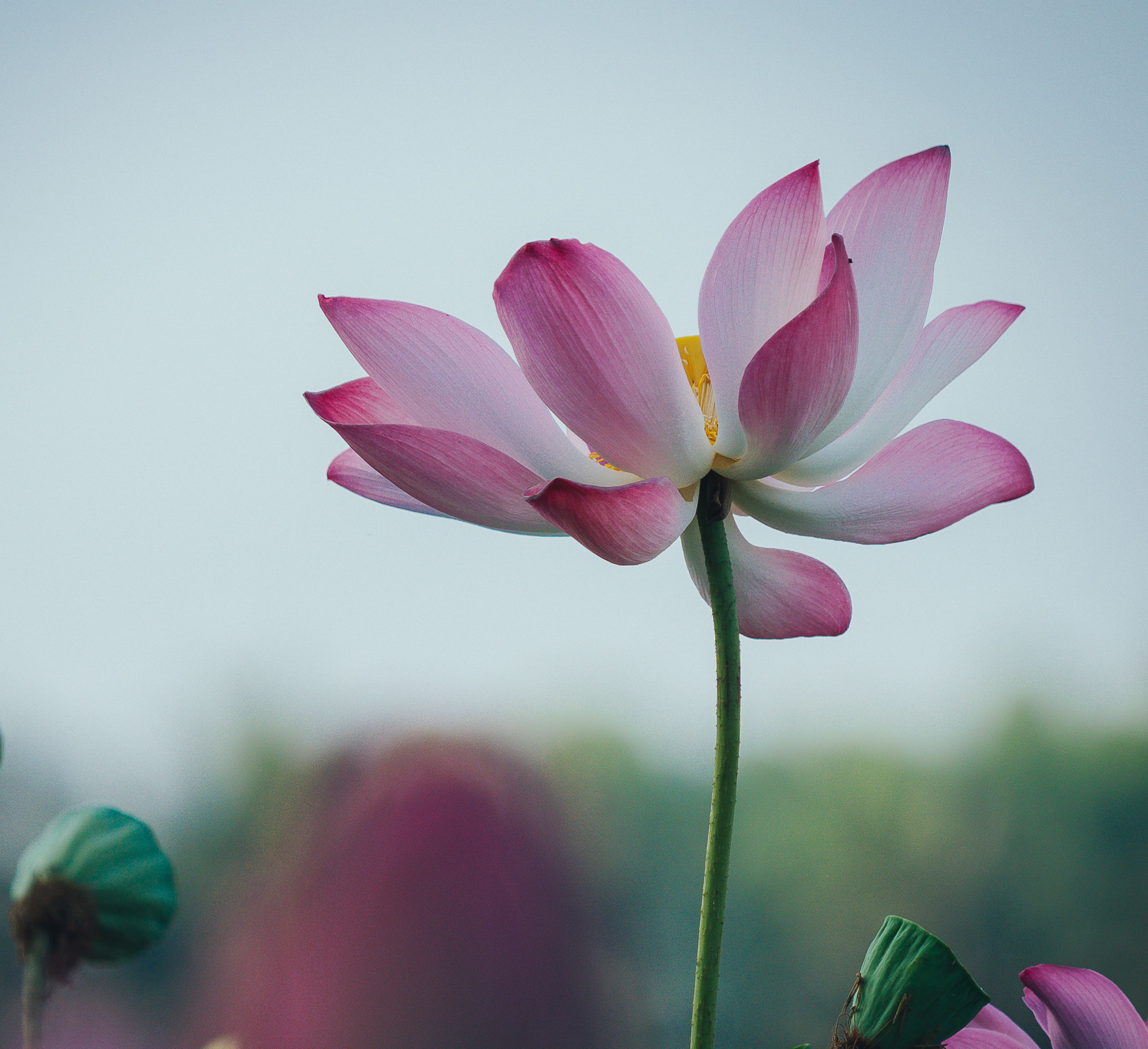 Close-up of a vibrant pink lotus flower in full bloom against a serene backdrop in Bình Định, Việt Nam.