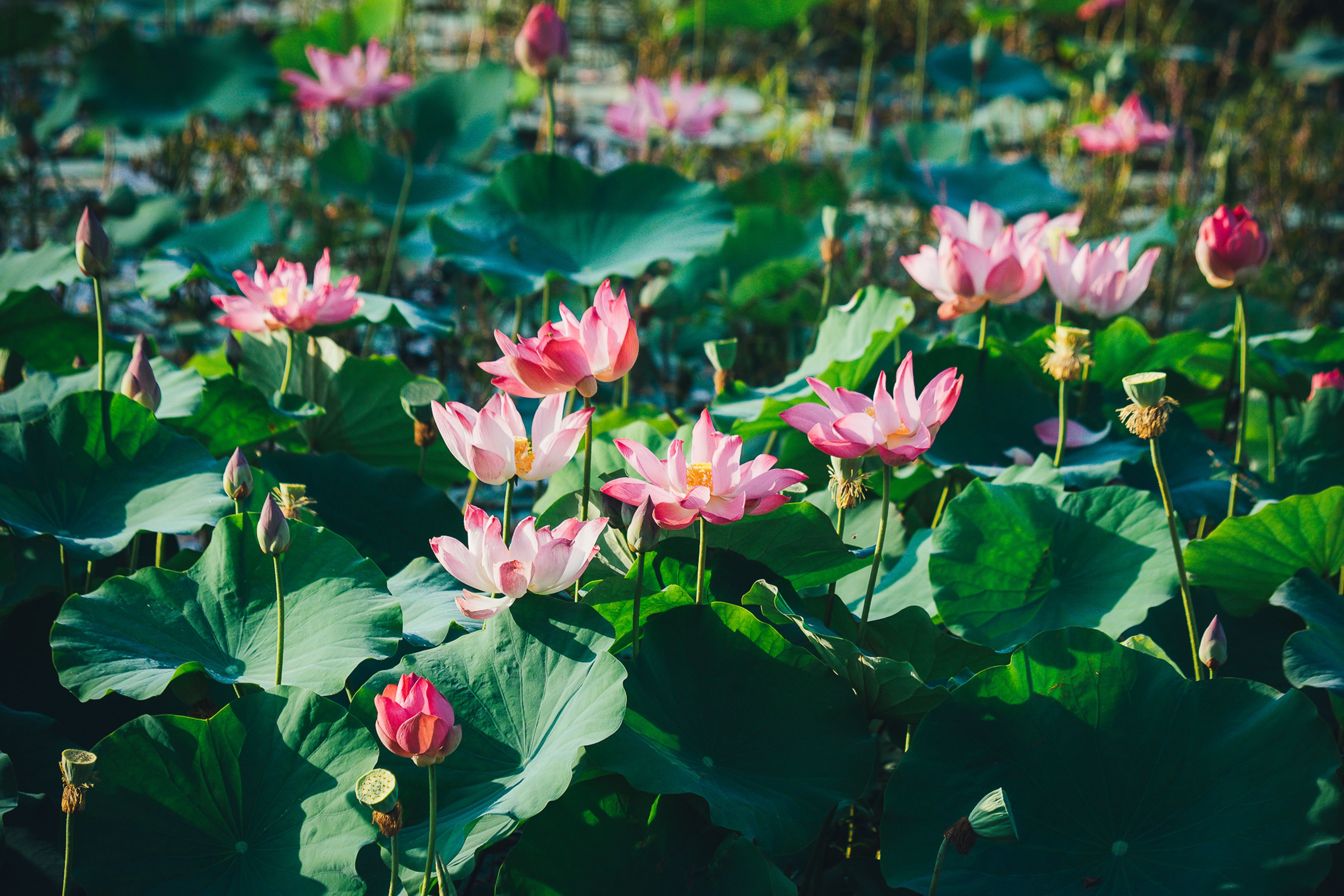Beautiful pink lotus flowers bloom in a lush pond in Bình Định, Vietnam, capturing nature's elegance.