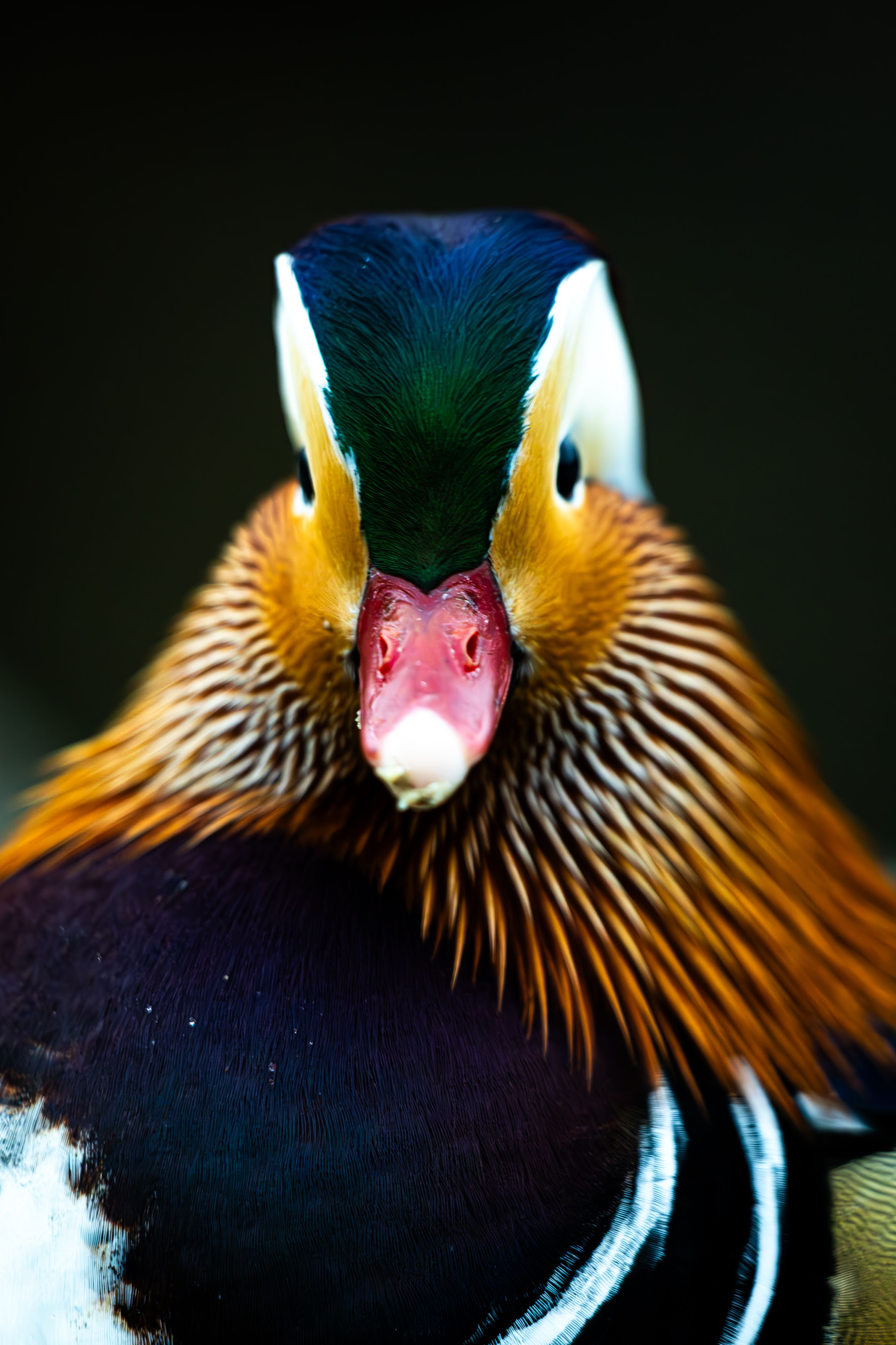 Closeup of Colorful Mandarin Duck in Berlin · Free Stock Photo