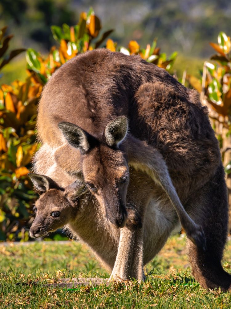 Marsupials Photos, Download The BEST Free Marsupials Stock Photos & HD ...