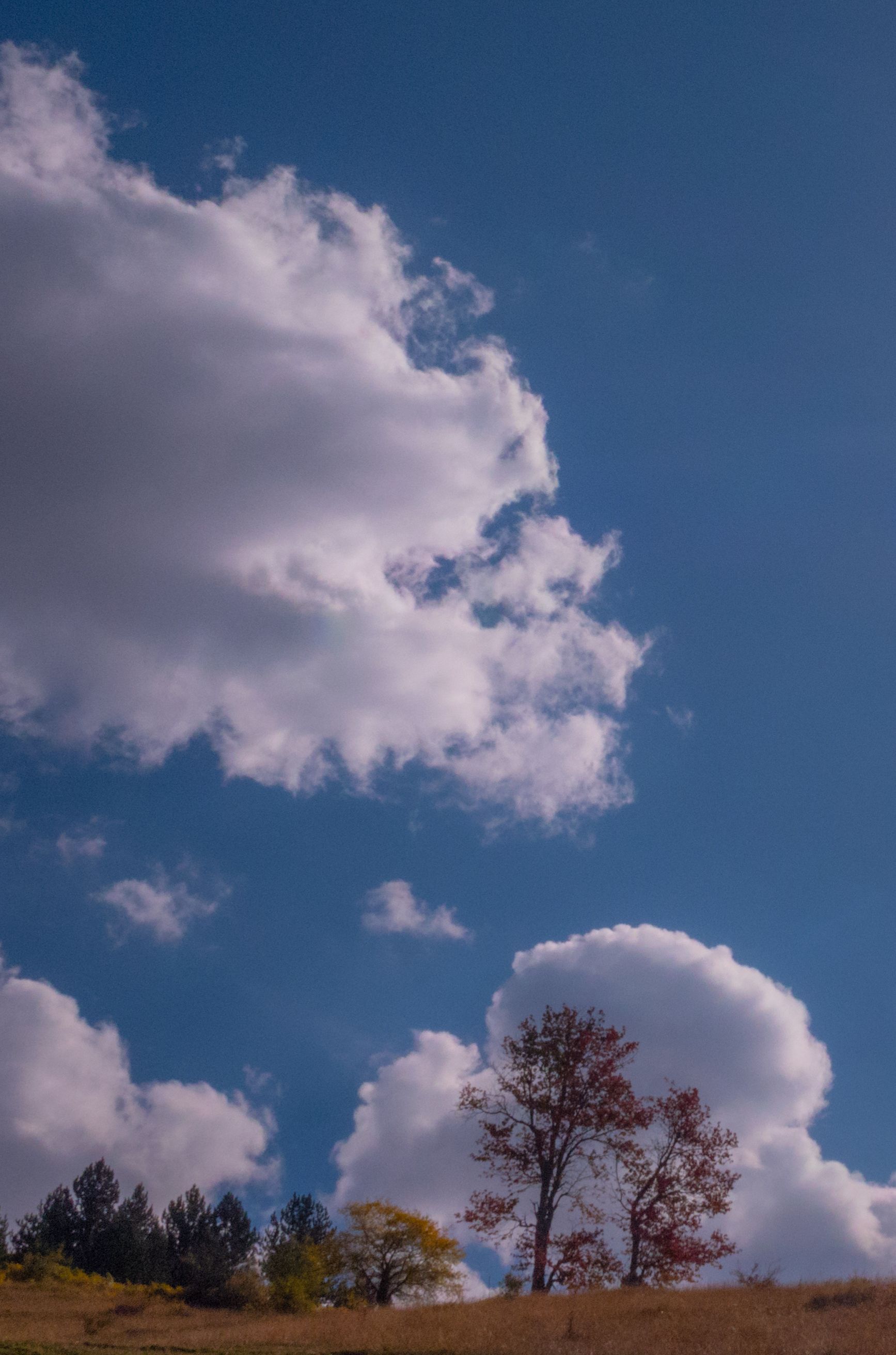 Serene Landscape with Trees and Clouds Under Blue Sky · Free Stock Photo