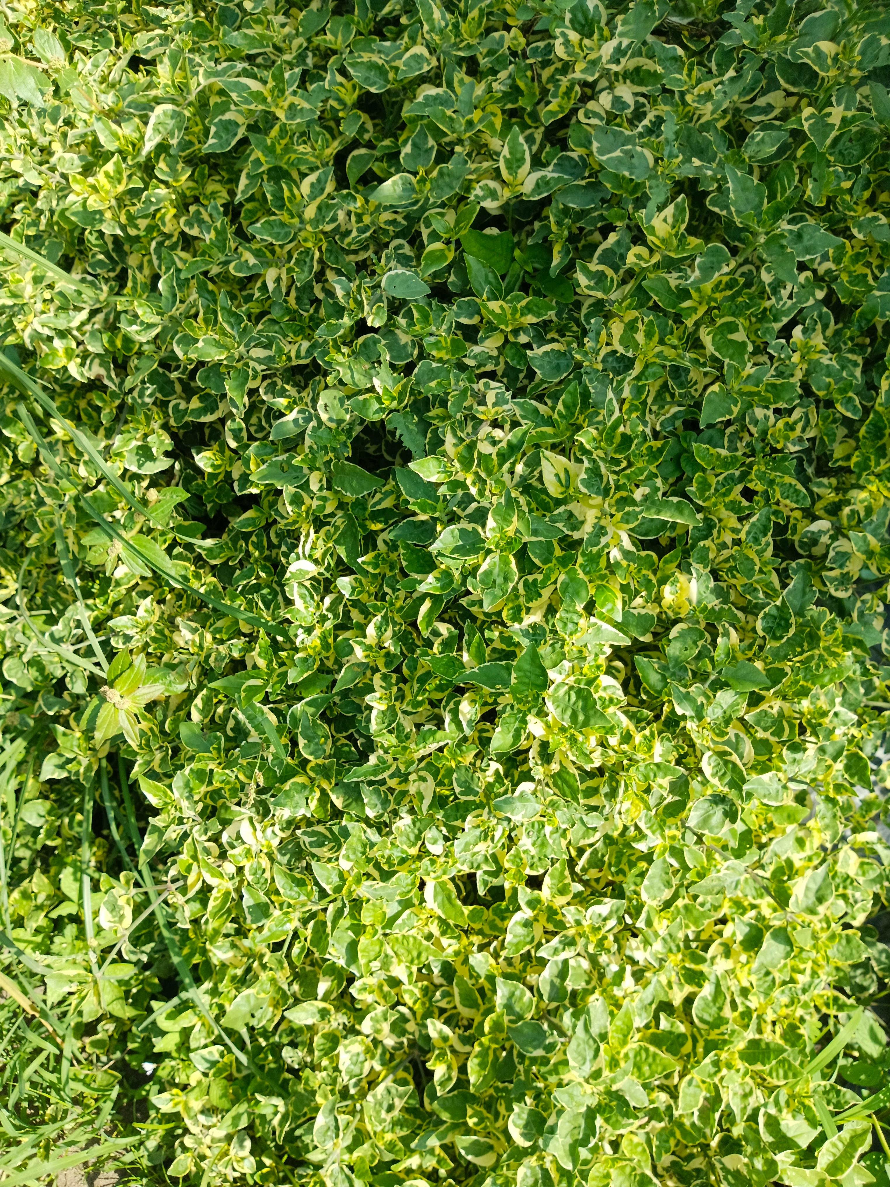 Gratis Nærbillede af frodige grønne og gule brogede blade i sollys. Lagerfoto