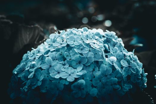 Close-up of a moody blue hydrangea bloom with soft lighting and dark bokeh background.
