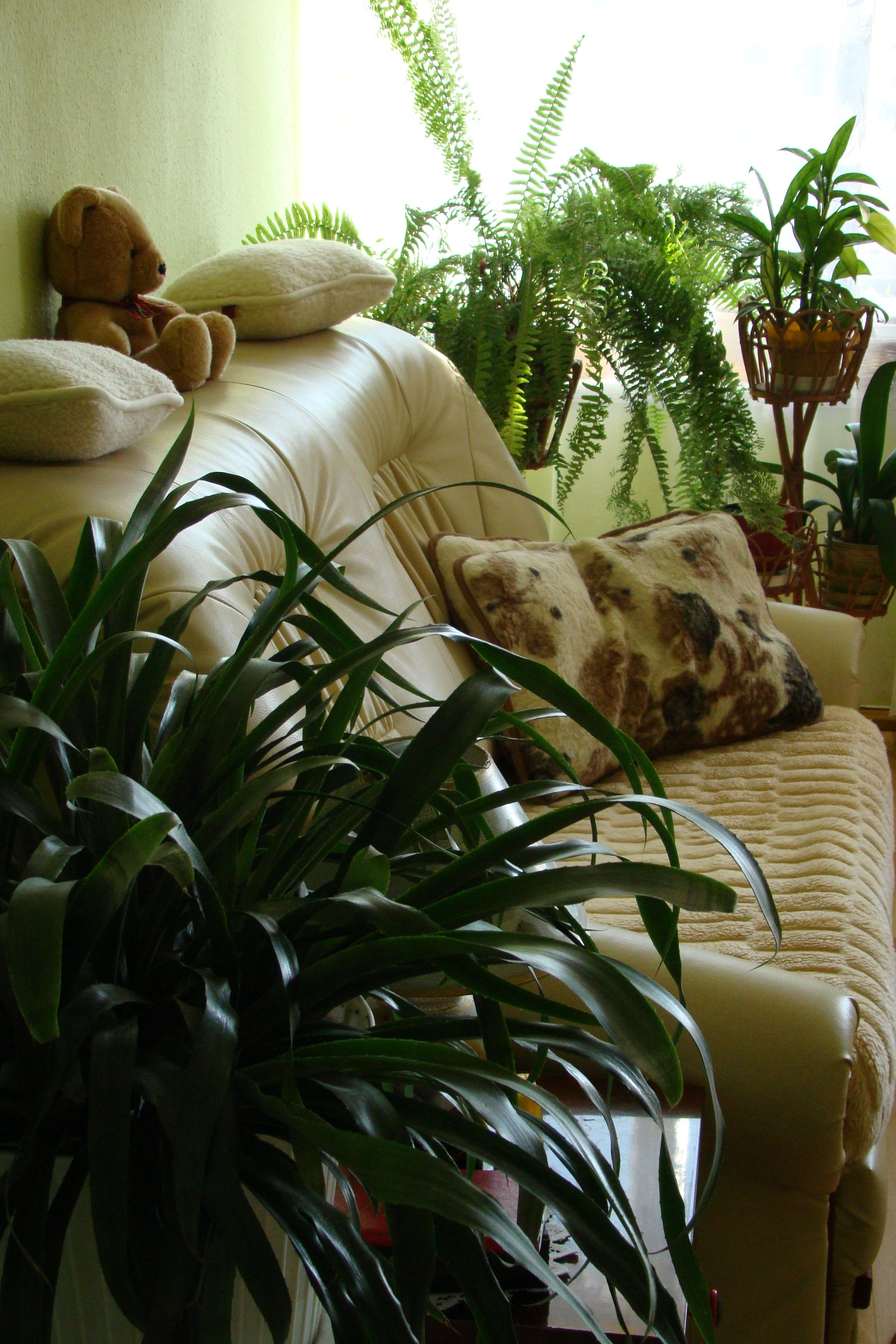 Cozy living room with indoor plants