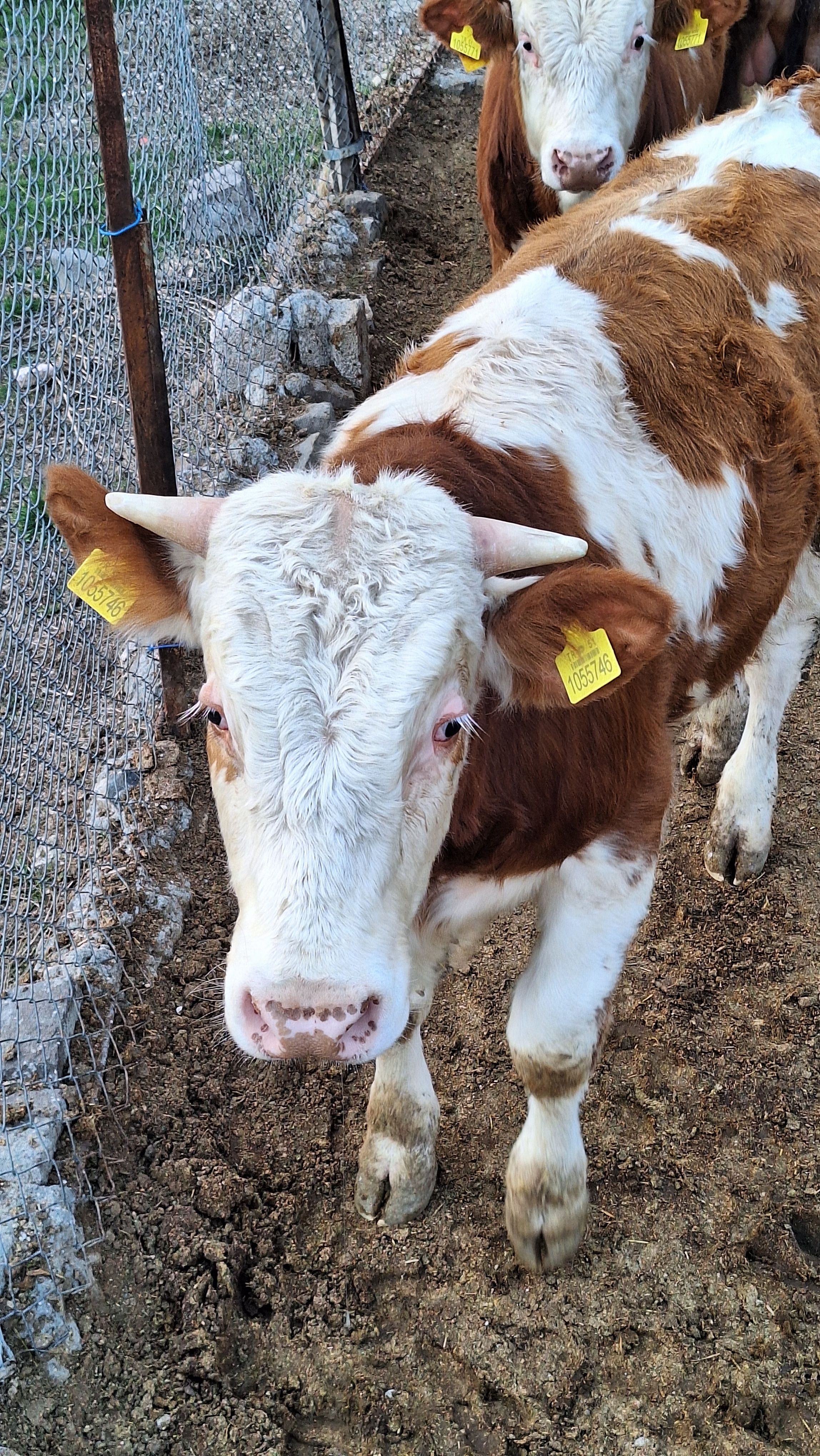 Close-up view of a brown and white cow with ear tags on a farm, outdoors.