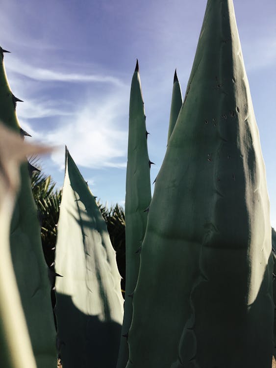 Kostenloses Stock Foto zu agave, aloe, blätter