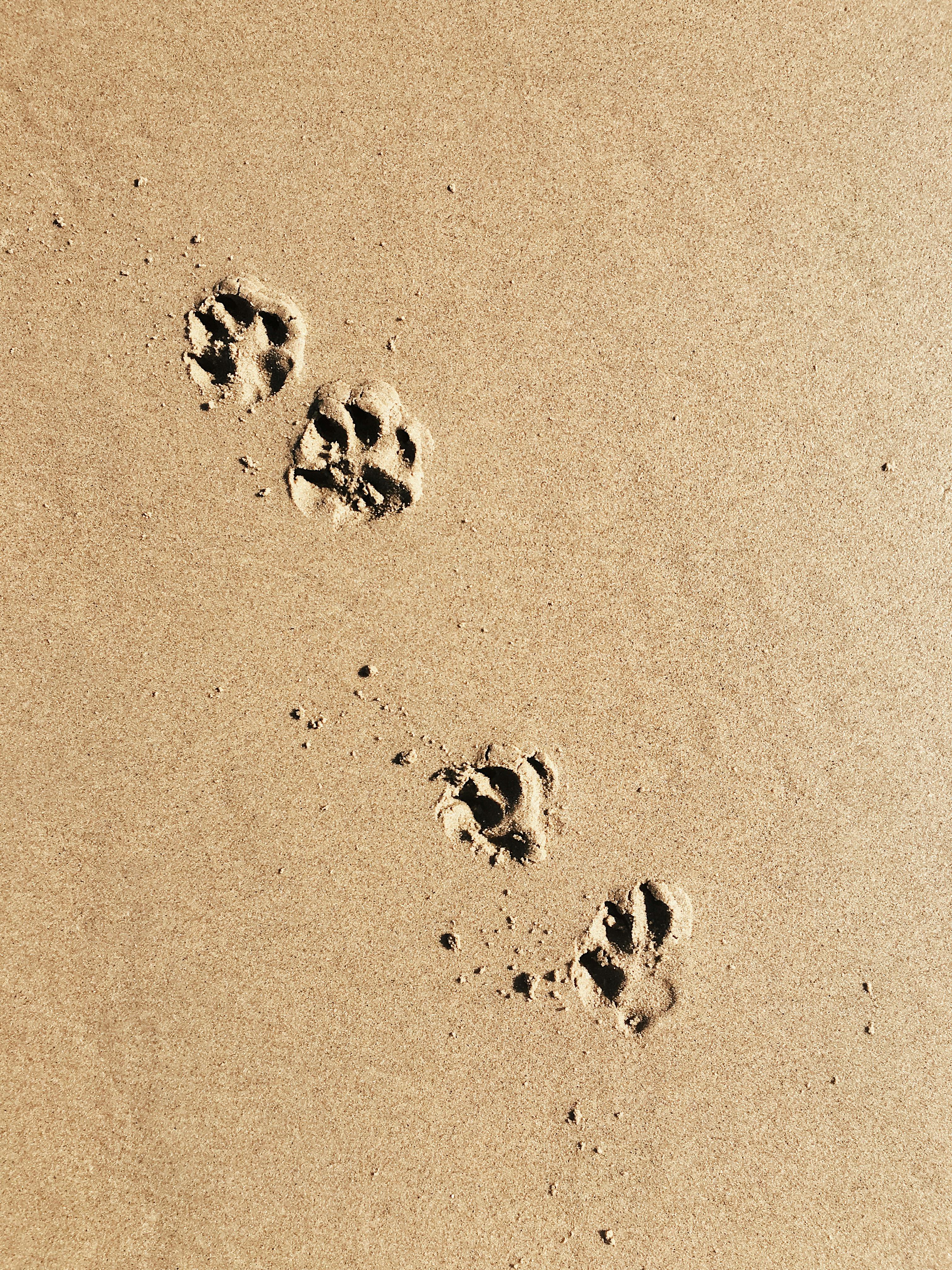 Close-up of animal paw prints on a sandy beach, showcasing nature's footprints.