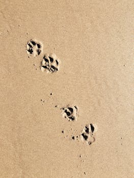 Close-up of animal paw prints on a sandy beach, showcasing nature's footprints.