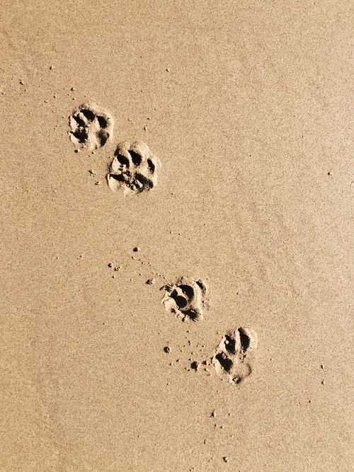 Free Close-up of animal paw prints on a sandy beach, showcasing nature's footprints. Stock Photo