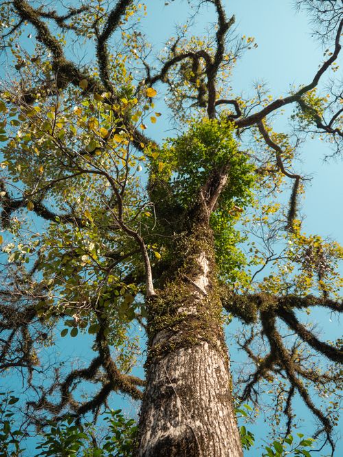 Free View of a tall tree with lush green foliage reaching into a clear blue sky. Stock Photo