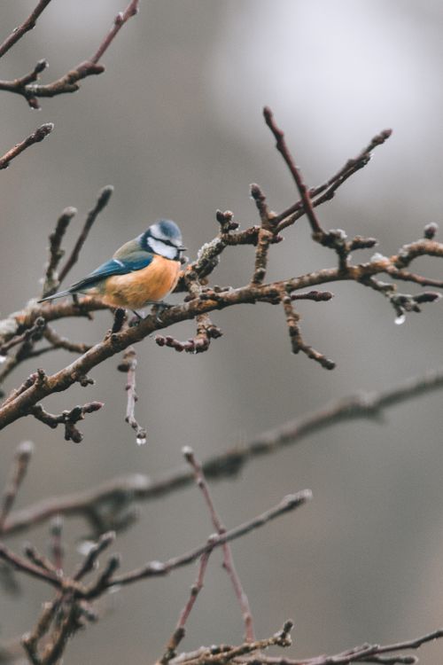 Free A blue tit perched on a frosty branch during winter, captured in a serene outdoor setting. Stock Photo