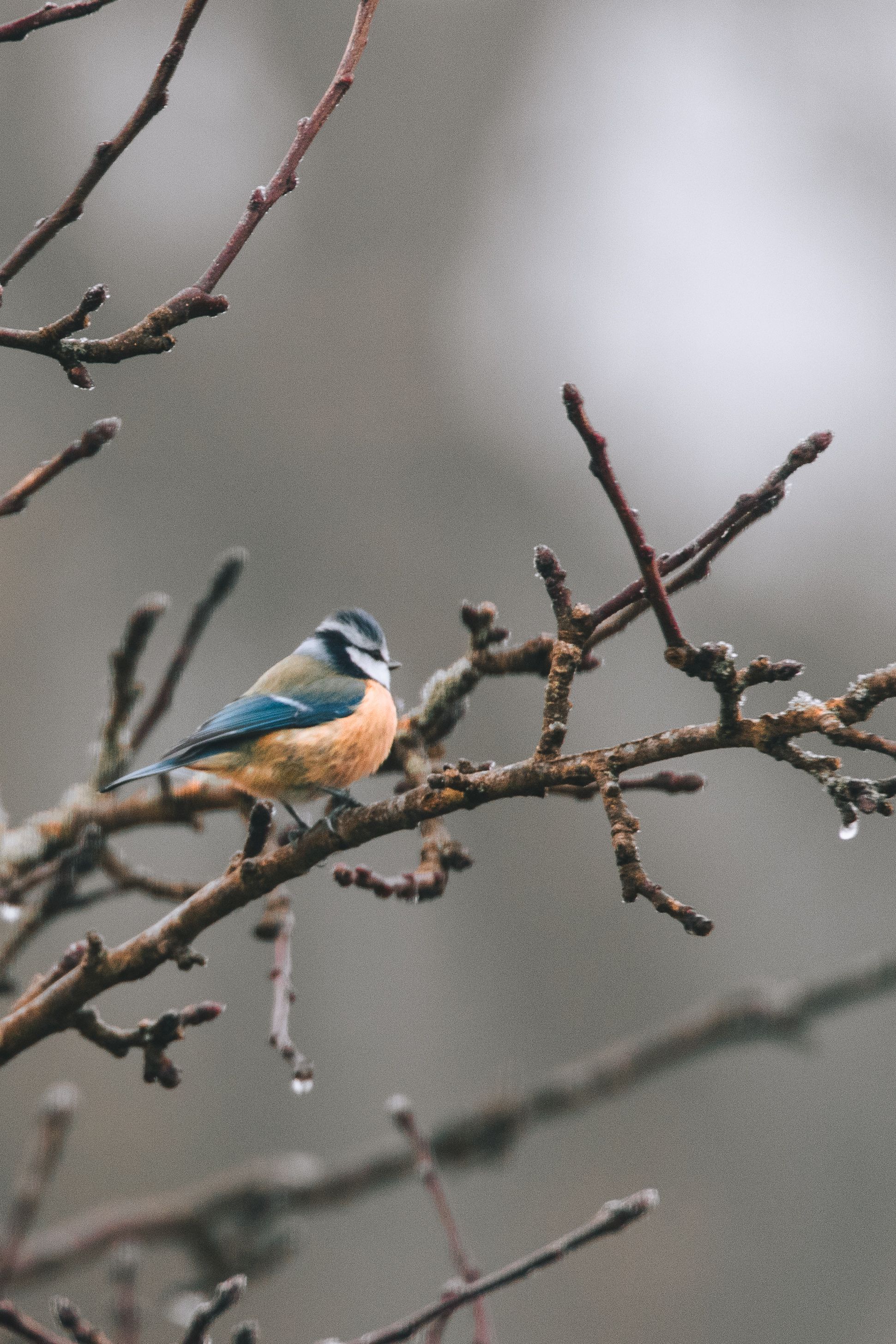 Choosing birding tour operator — step-by-step visual example