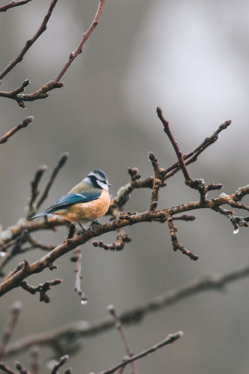 Free A blue tit sits on a frosty branch in winter, captured in a natural setting. Stock Photo