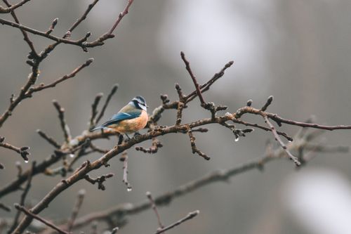 Free A vibrant blue tit bird sits on a frosty branch during winter, amidst a serene backdrop. Stock Photo