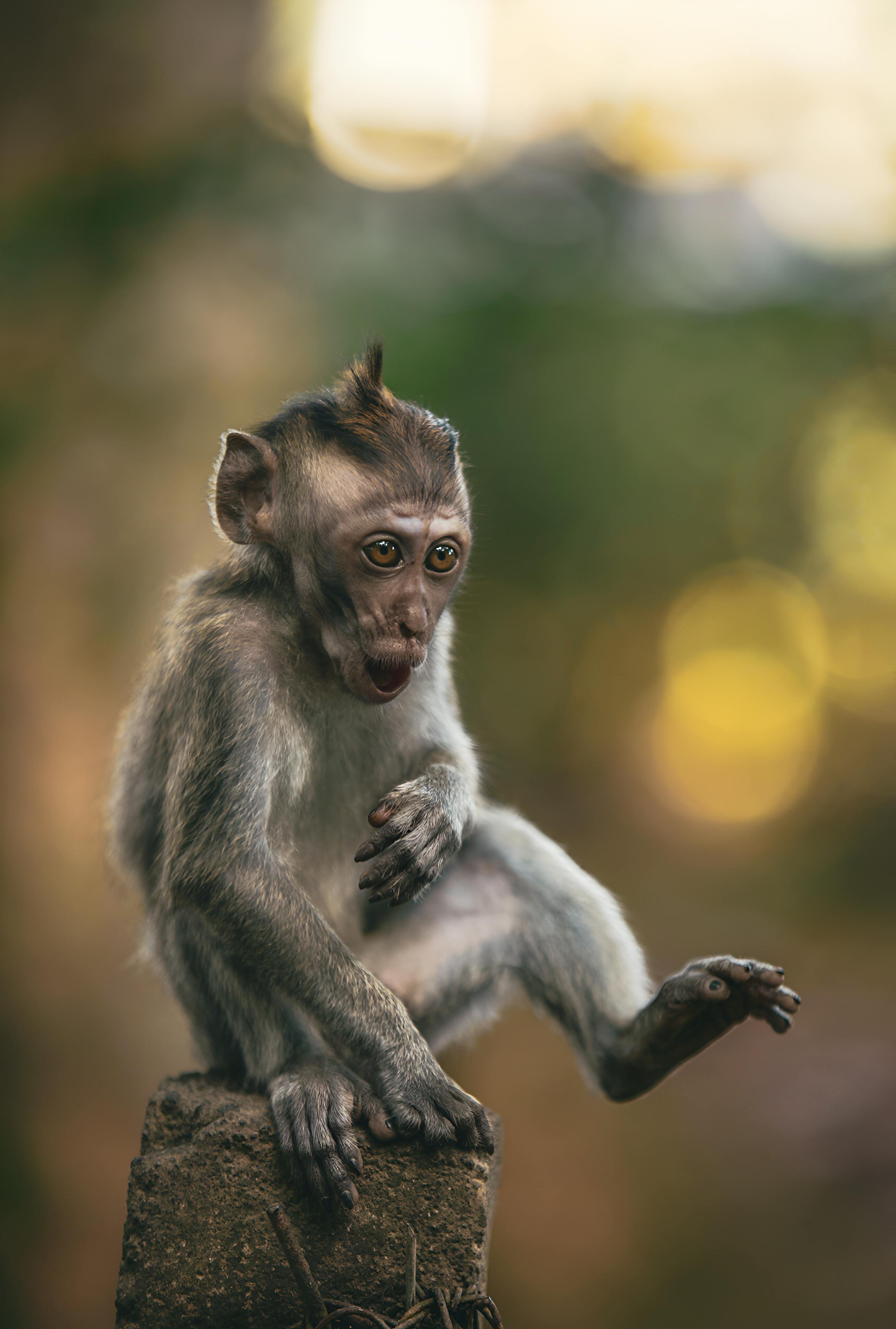 免費 一隻好奇的小猴子坐在野外的岩石上，森林背景模糊。 圖庫相片