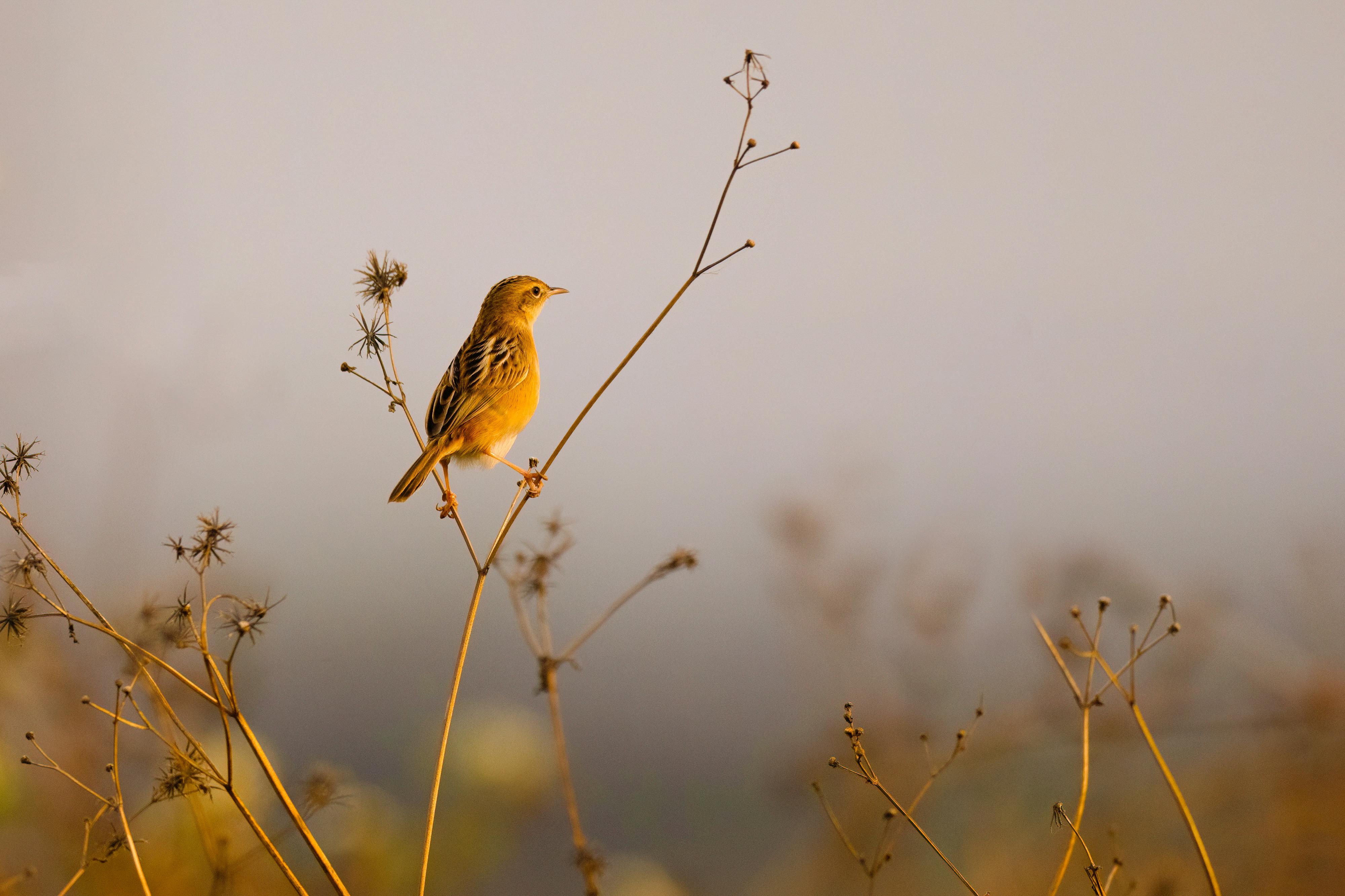 A serene image of a small bird perched on dry branches against a misty dawn backdrop.