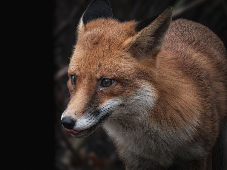 Close-up of a red fox against a dark forest — photo by Jimmyk photos on Pexels