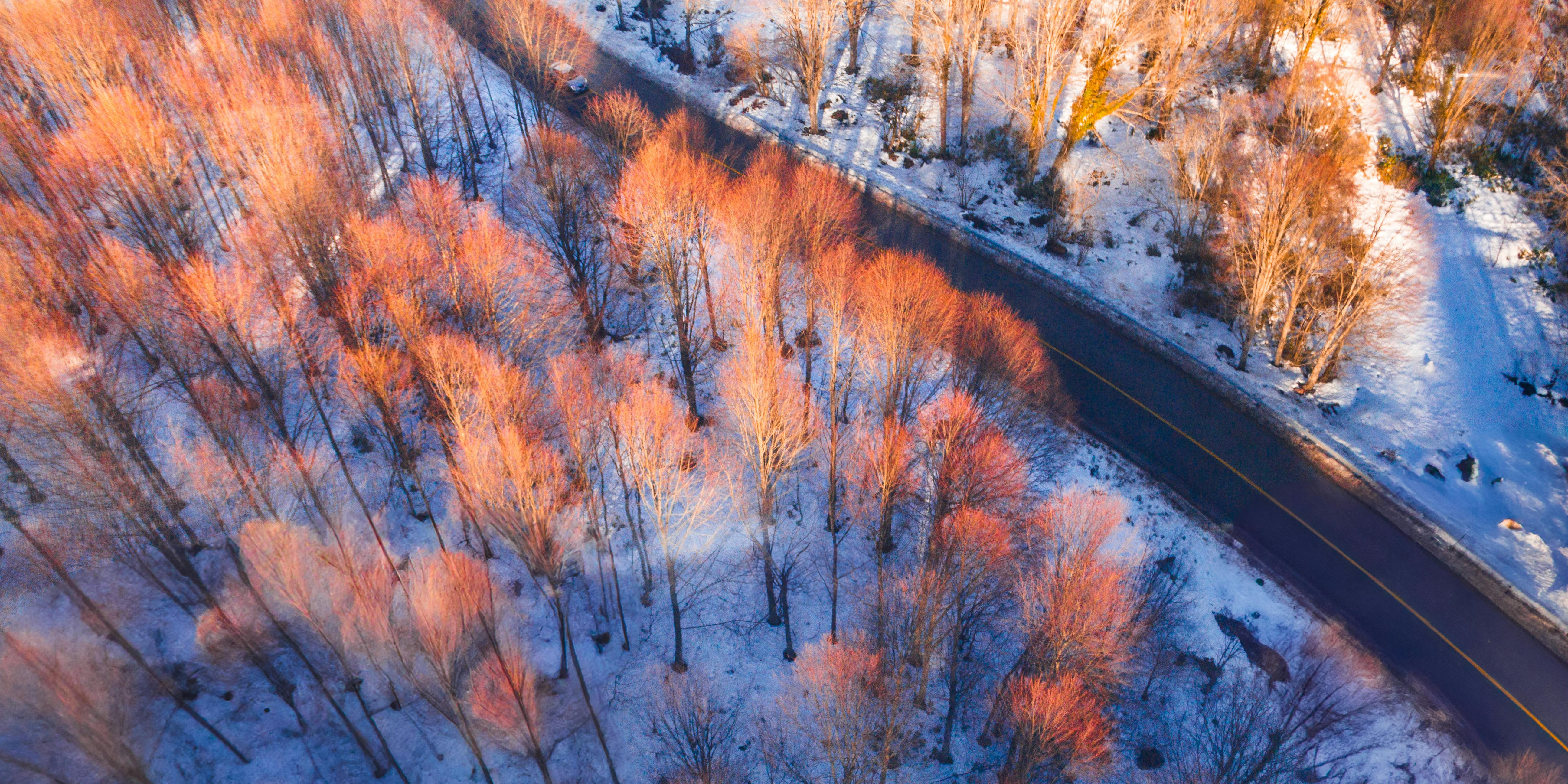 Aerial shot capturing a vibrant snowy forest and winding road in İzmit, Türkiye.