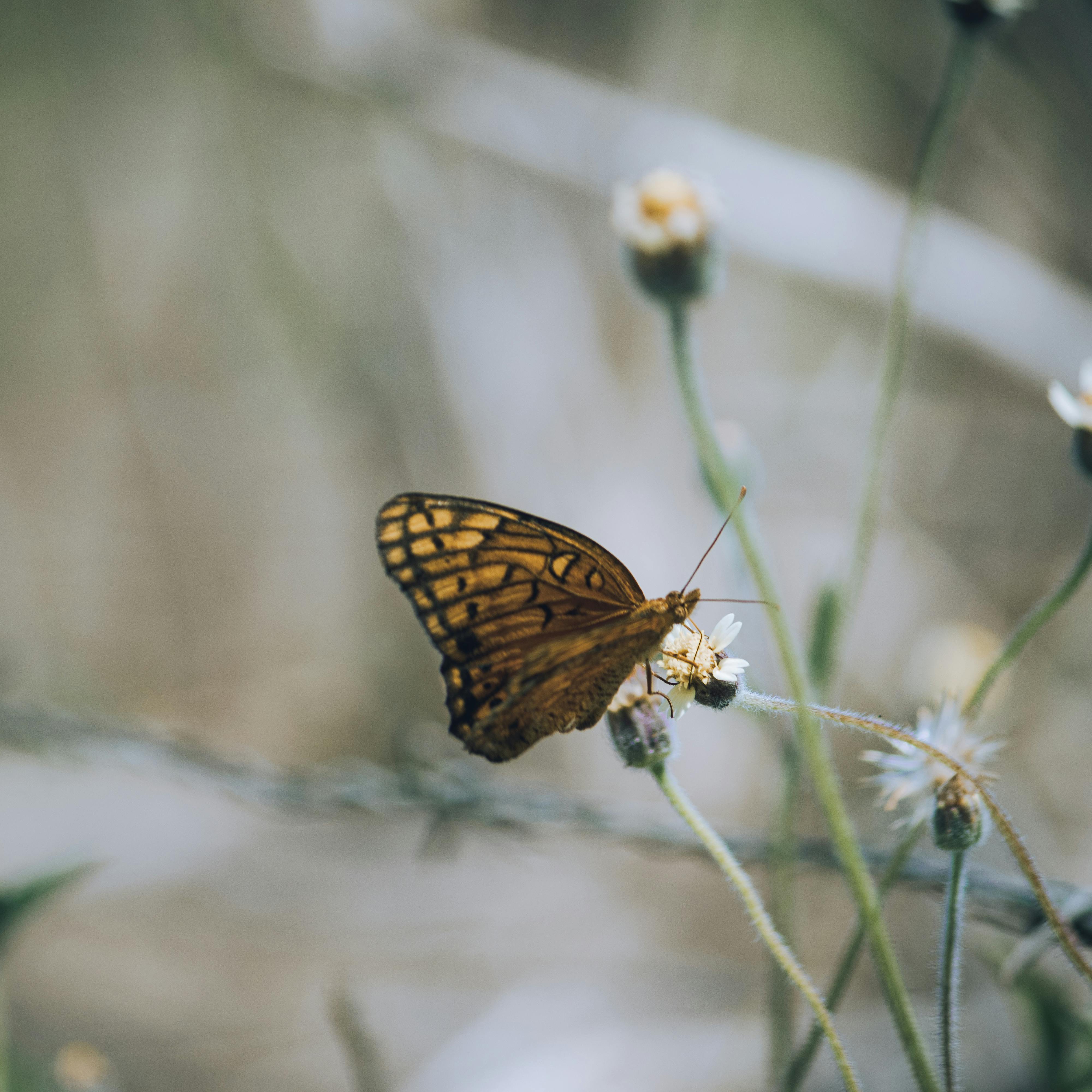 Close-up of a butterfly perched on a wildflower in a natural setting, showcasing intricate wing patterns.