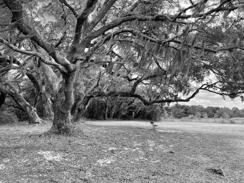 Free A black and white image of a sprawling oak tree with hanging moss in a peaceful outdoor setting. Stock Photo