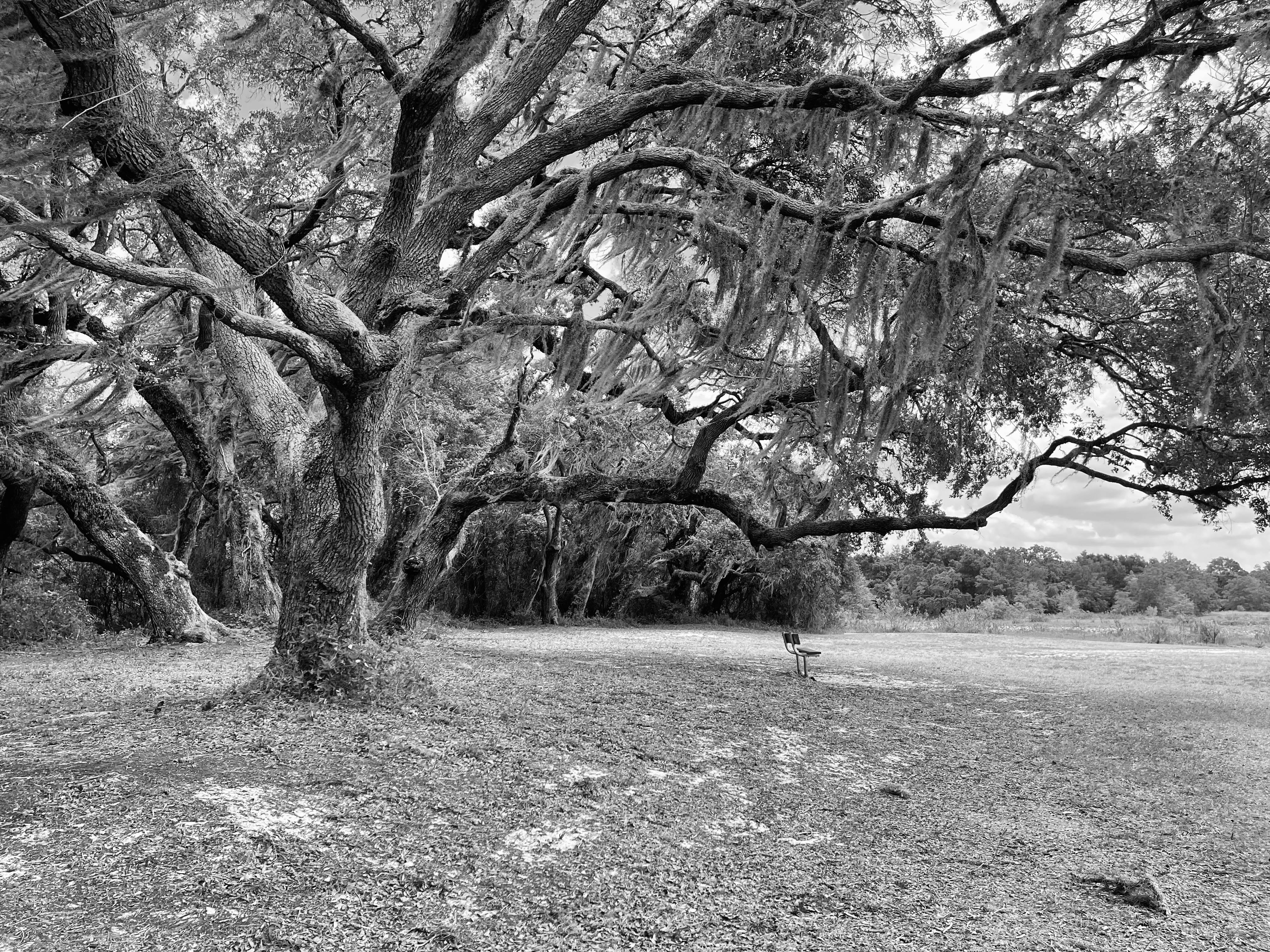 бесплатная Черно-белое изображение раскидистого дуба со свисающим мхом в мирной обстановке на открытом воздухе. Стоковое фото