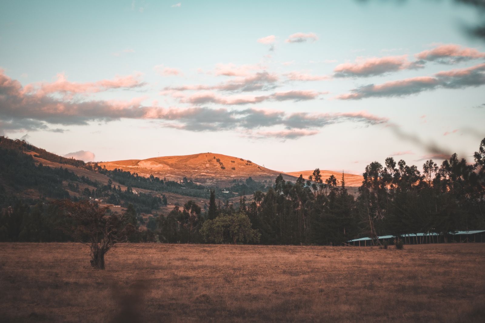 Campo seco al atardecer con un árbol pequeño en primer plano, eucaliptos oscuros, un cobertizo largo de calamina a la derecha y un cerro iluminado por el sol al fondo