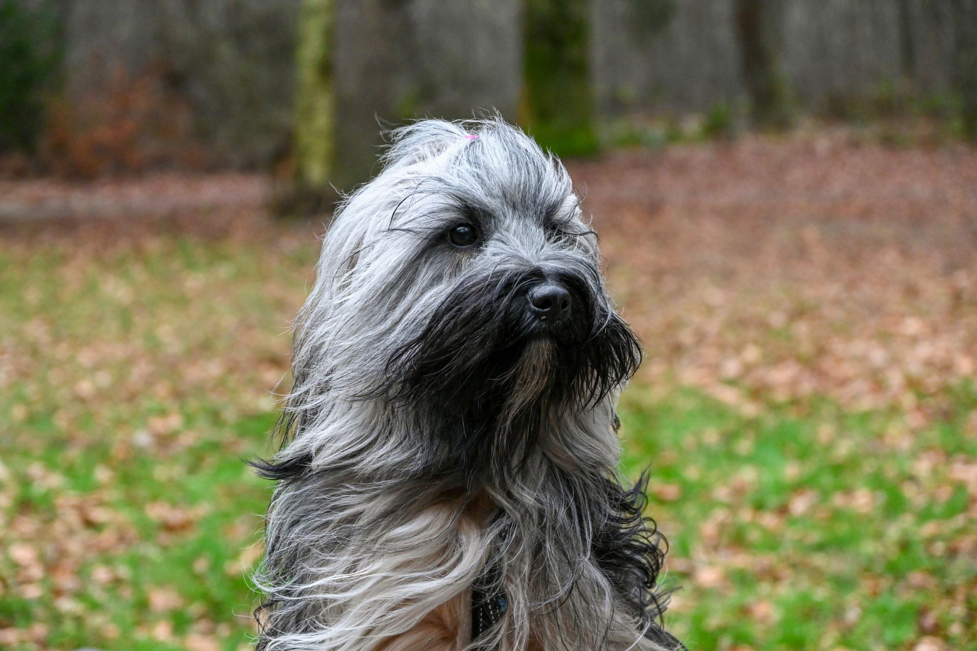A Bearded Collie
