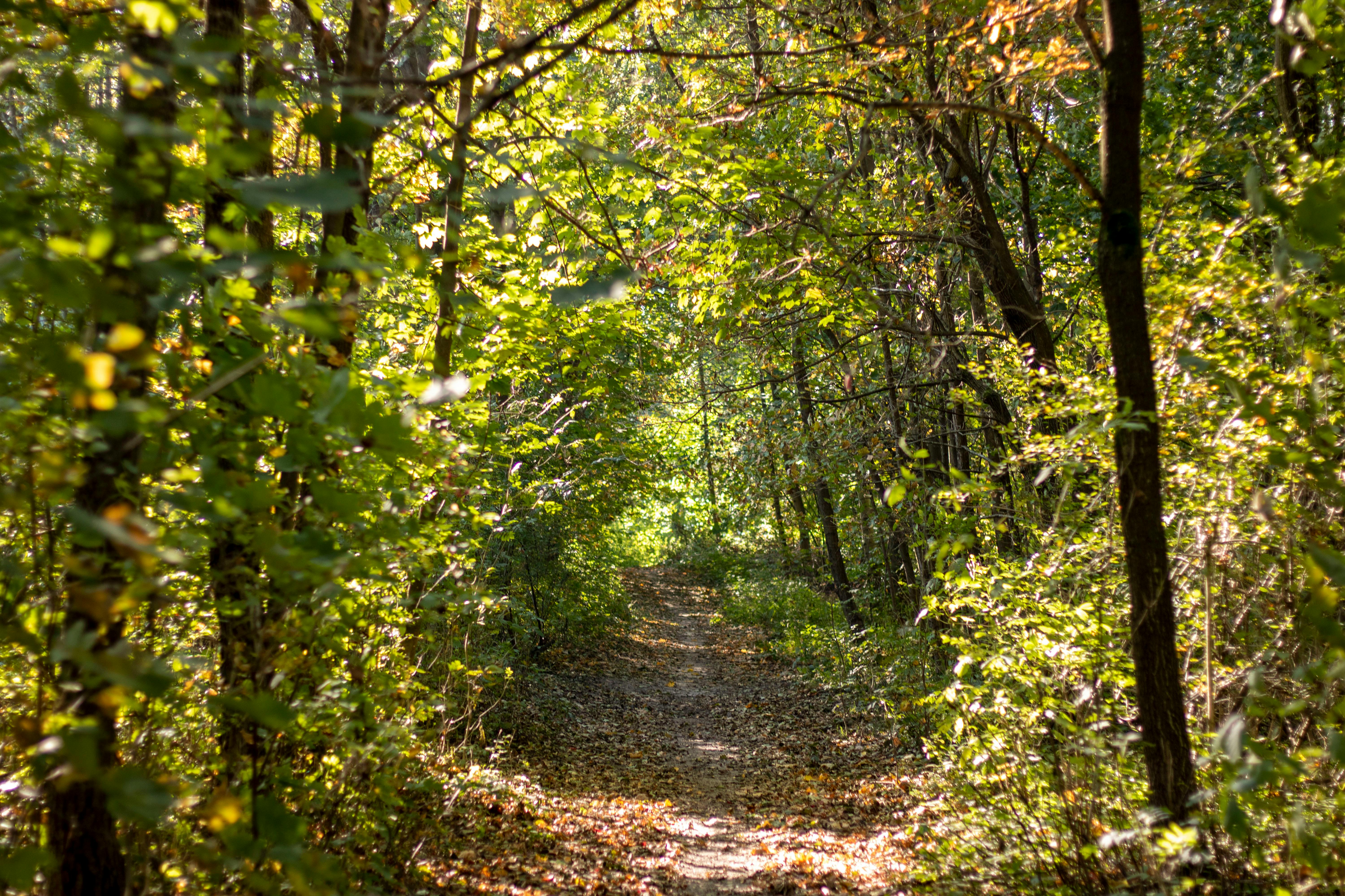 DuPage Forest Preserve executive director leaving for city manager job in Florida — Photo by Mirek Kielar on Pexels