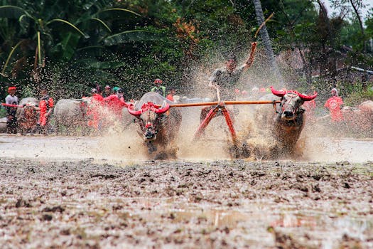 Dynamic shot of traditional buffalo racing in a muddy field, showcasing speed and cultural heritage.