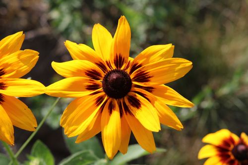 Free Bright Black-Eyed Susan flower in full bloom, showcasing vivid yellow petals outdoors. Stock Photo