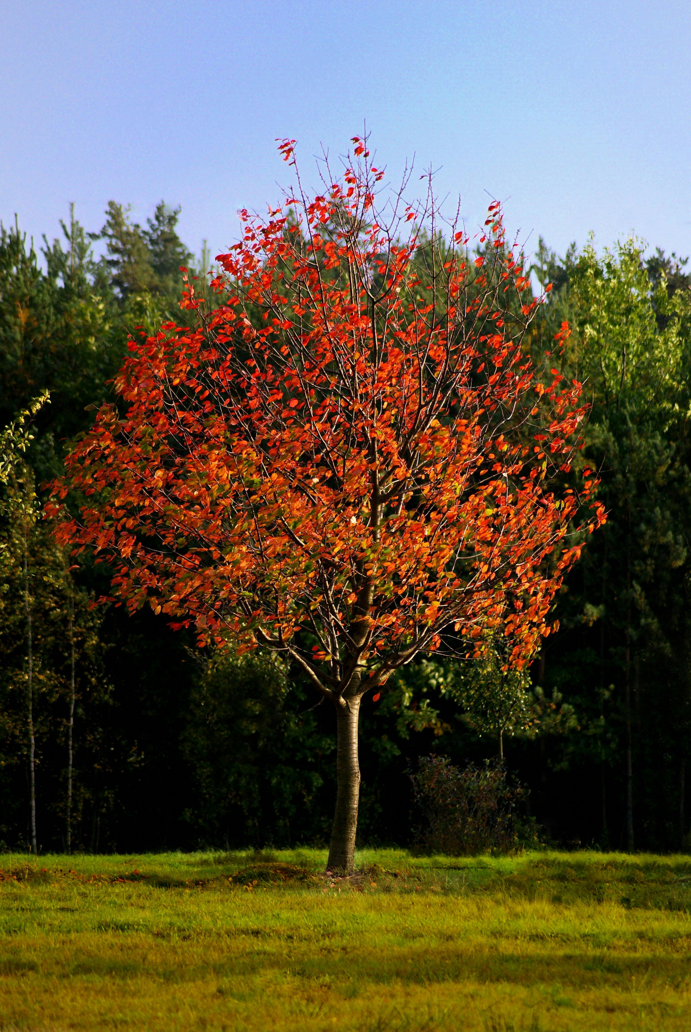 Rotbuche – Fagus sylvatica