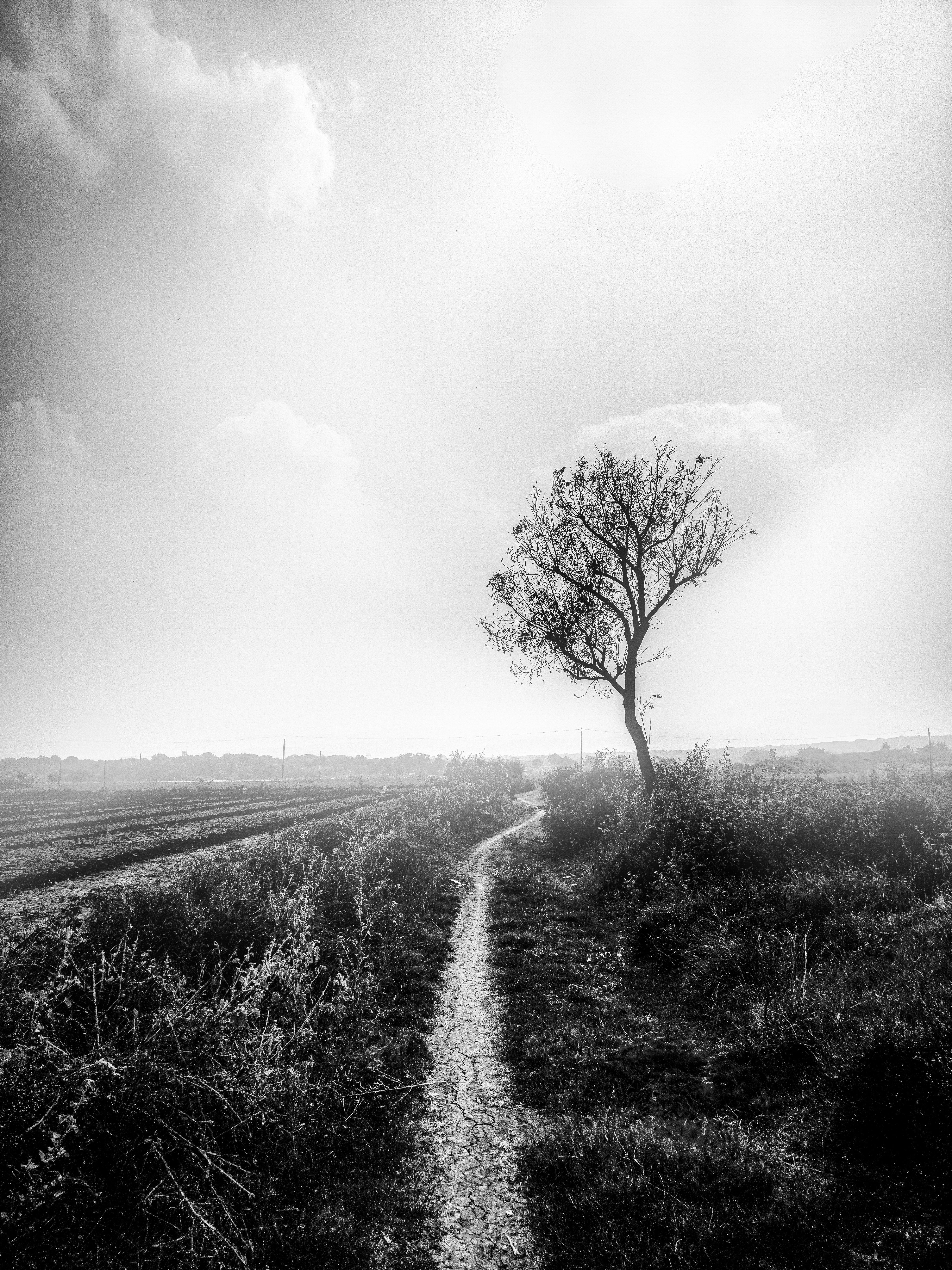 Solitary Tree on a Rural Path in Black and White · Free Stock Photo