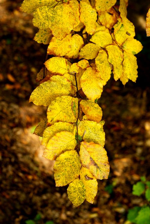 Free Close-up of vibrant yellow autumn leaves in natural setting. Stock Photo
